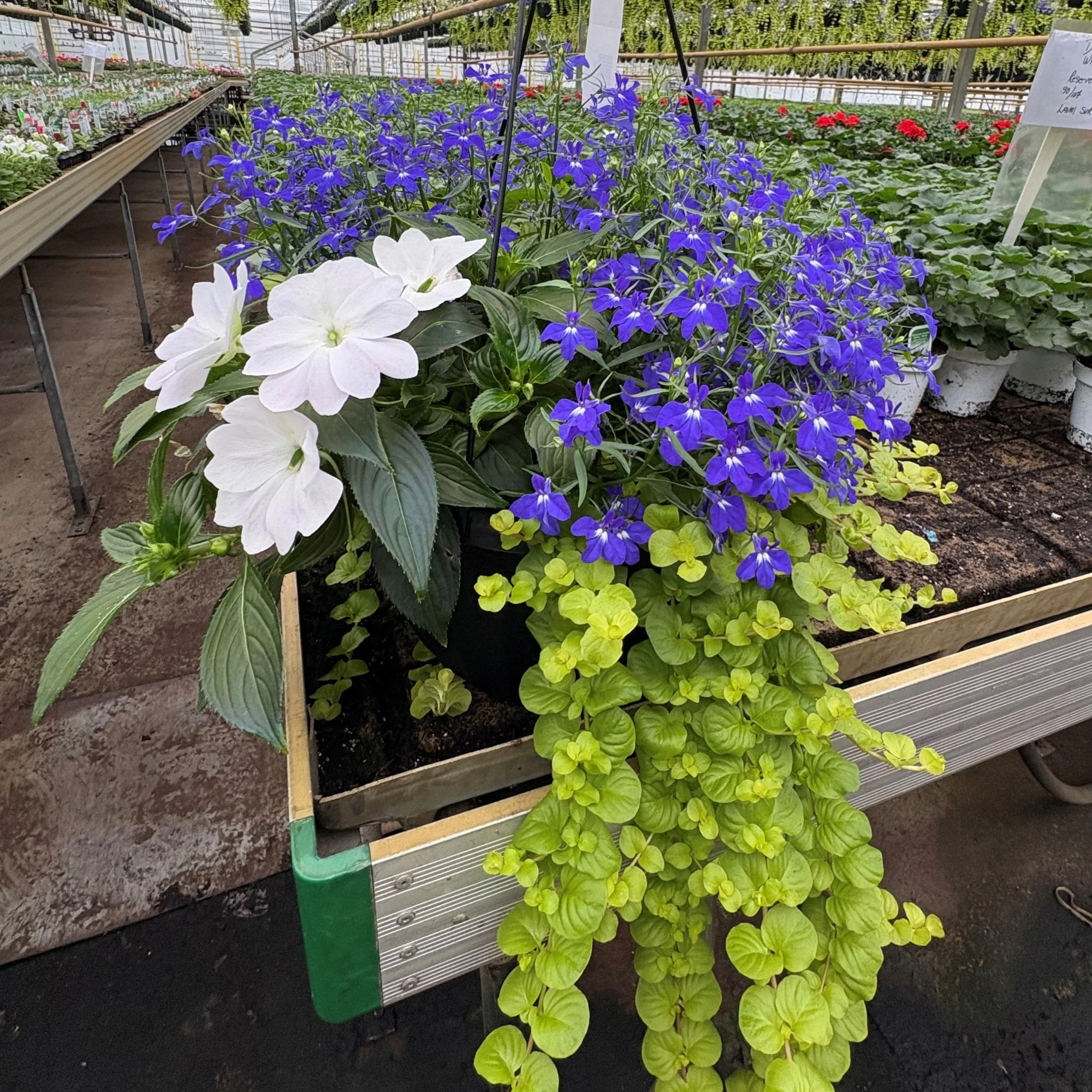 Jardinières de fleurs mixtes – Collections Trixi® et Durabella® - Image 3