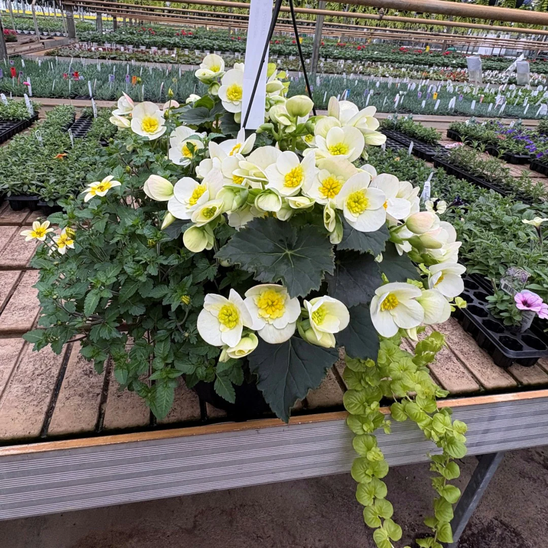 Jardinières de fleurs mixtes – Collections Trixi® et Durabella® - Image 4