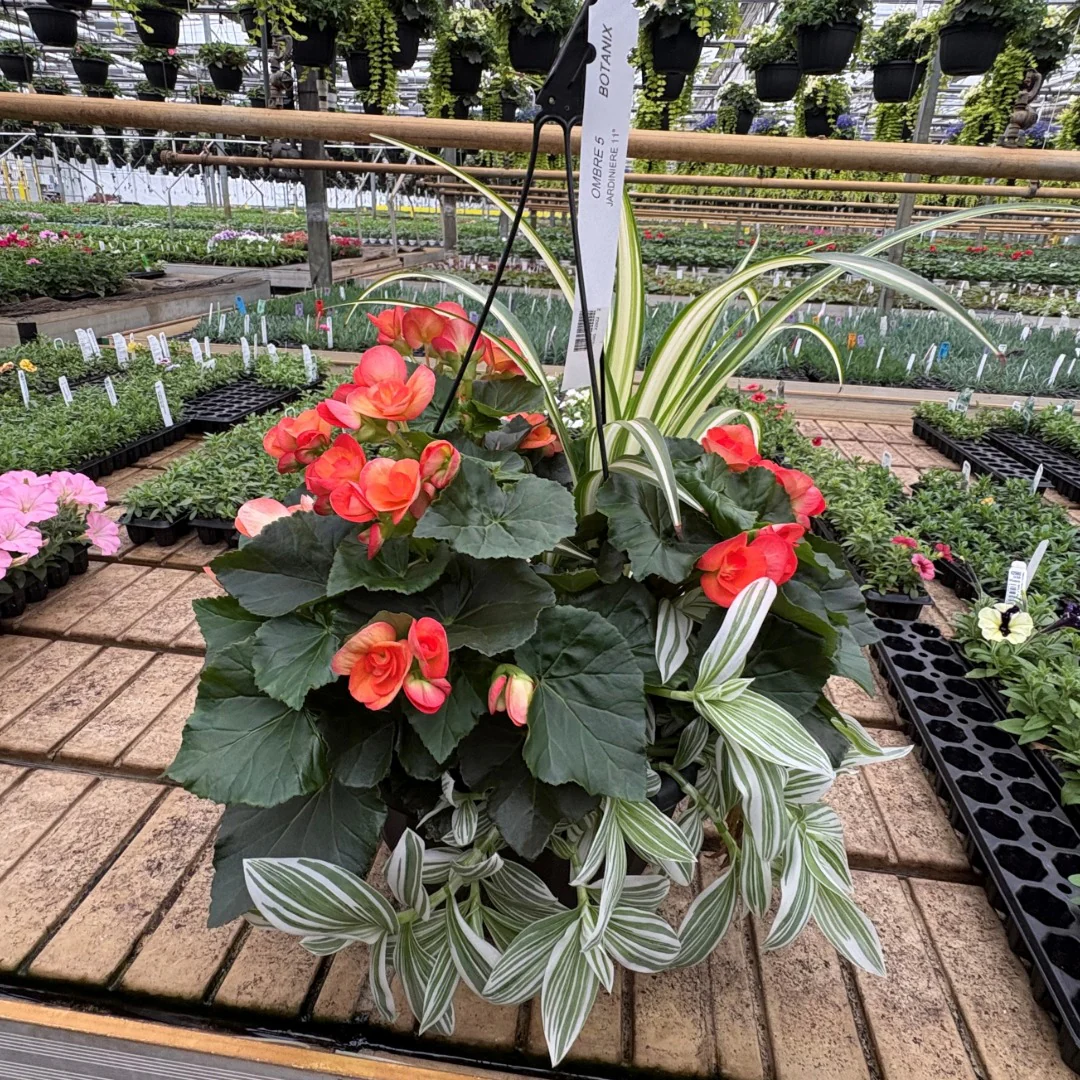 Jardinières de fleurs mixtes – Collections Trixi® et Durabella® - Image 5