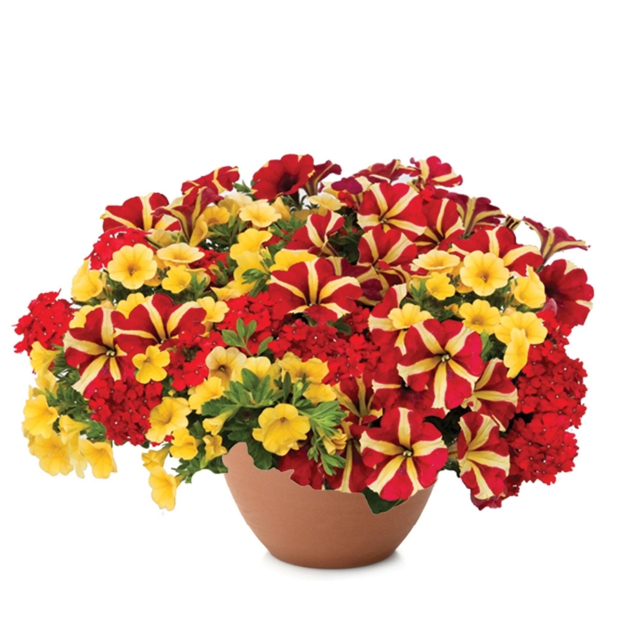 Jardinières de fleurs mixtes – Collections Trixi® et Durabella® - Image 6