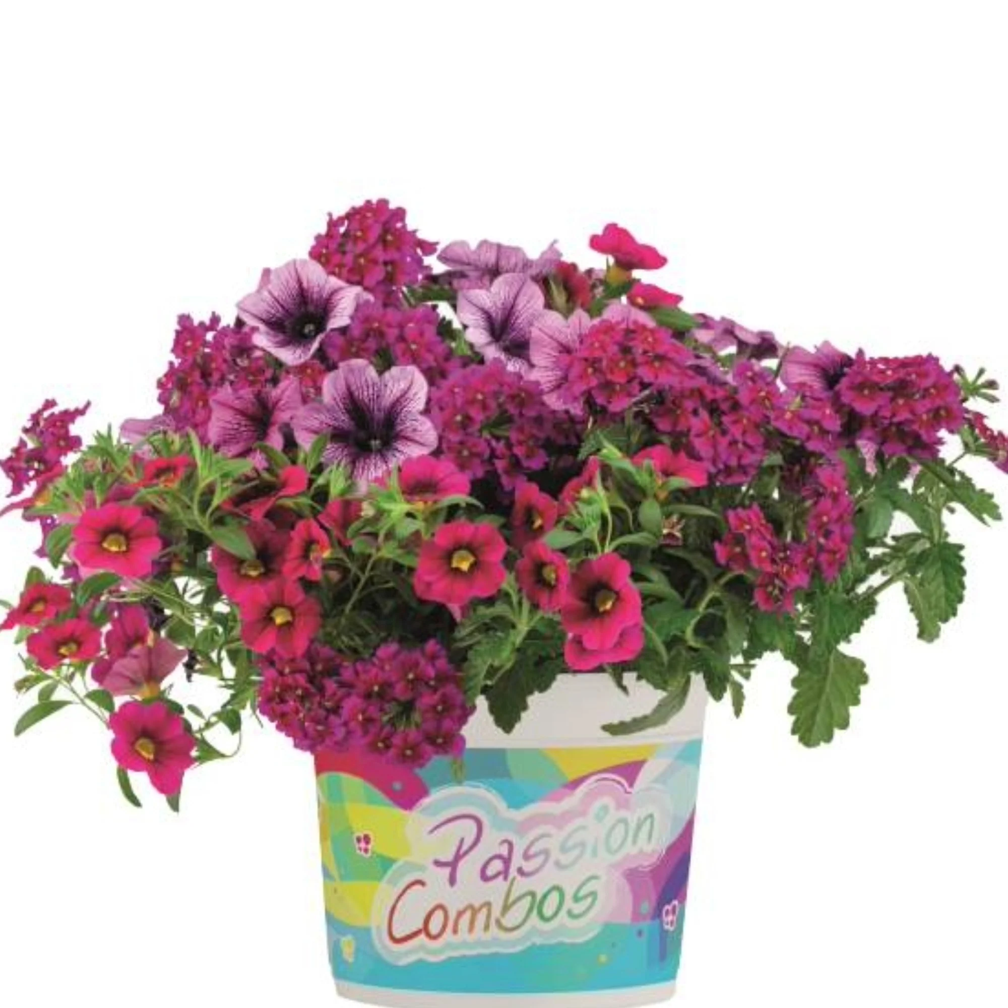 Jardinières de fleurs mixtes – Collections Trixi® et Durabella® - Image 7