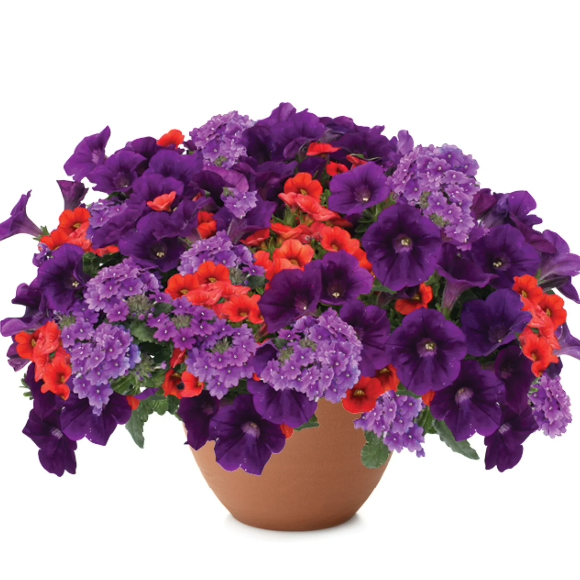 Jardinières de fleurs mixtes – Collections Trixi® et Durabella® - Image 8