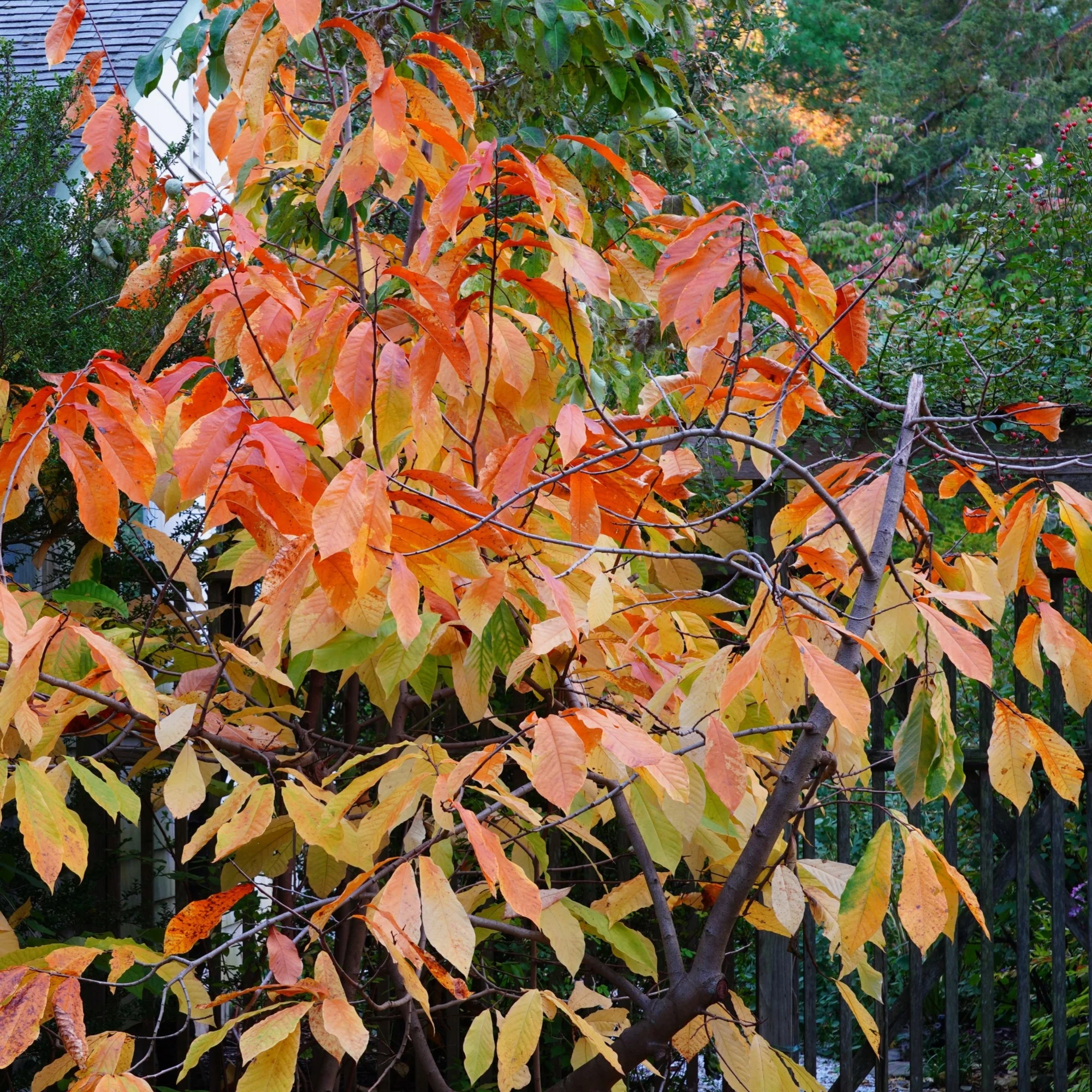 Asimina triloba – Pawpaw (Asiminier trilobé) - Image 3