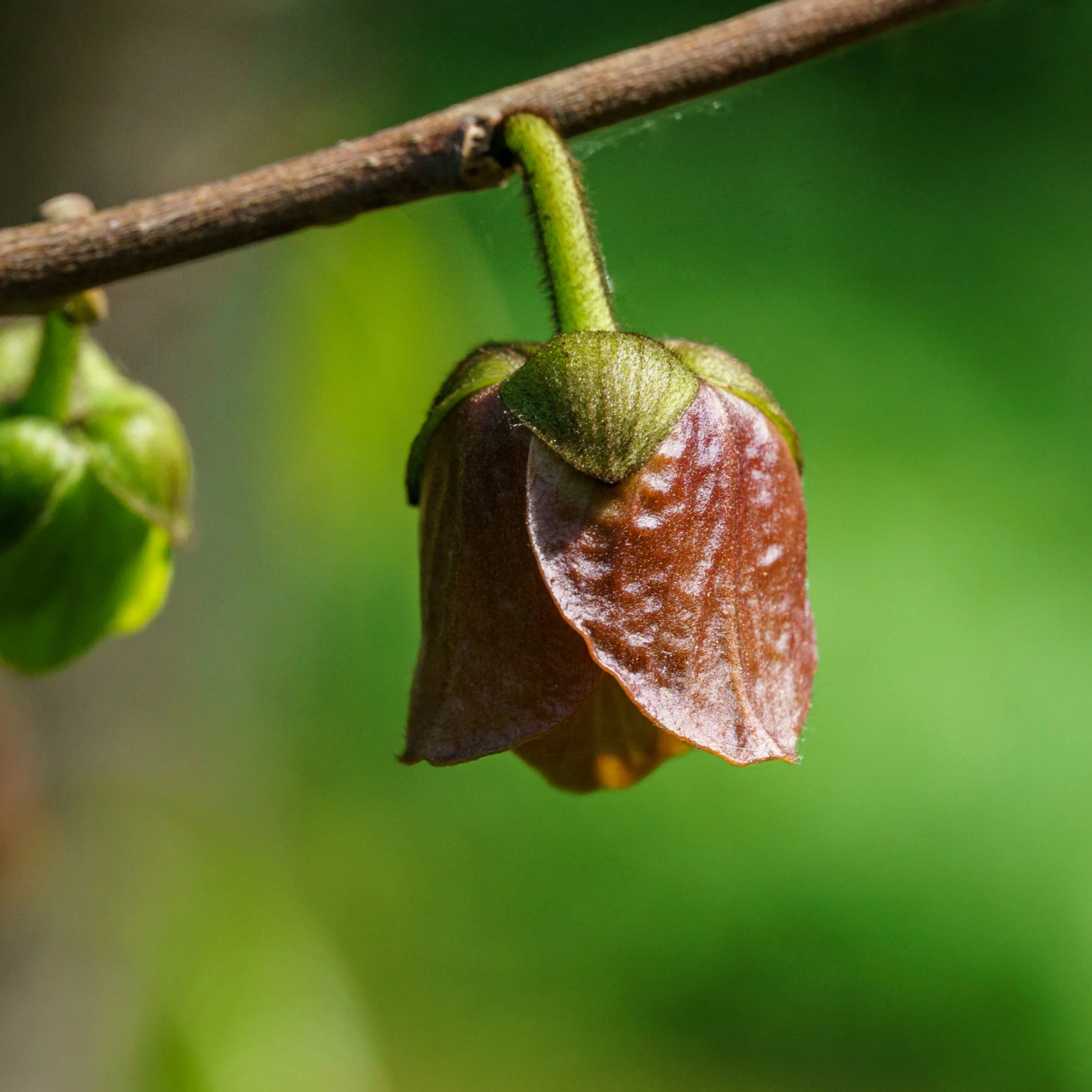 Asimina triloba – Pawpaw (Asiminier trilobé) - Image 4