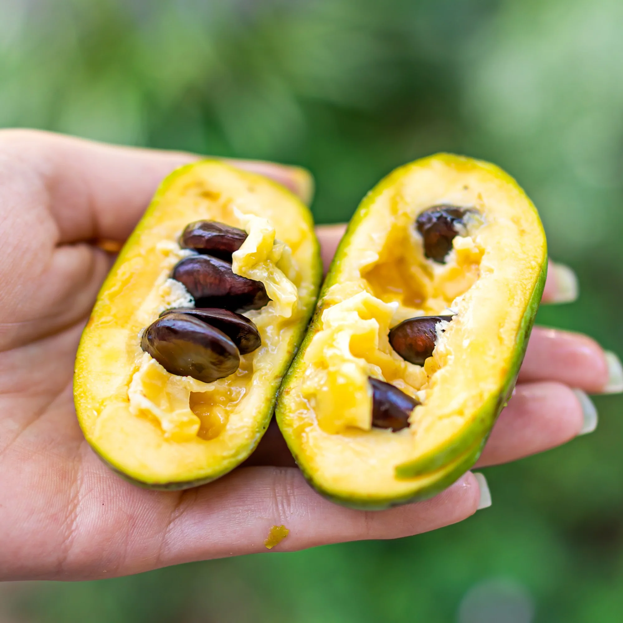 Asimina triloba – Pawpaw (Asiminier trilobé) - Image 5