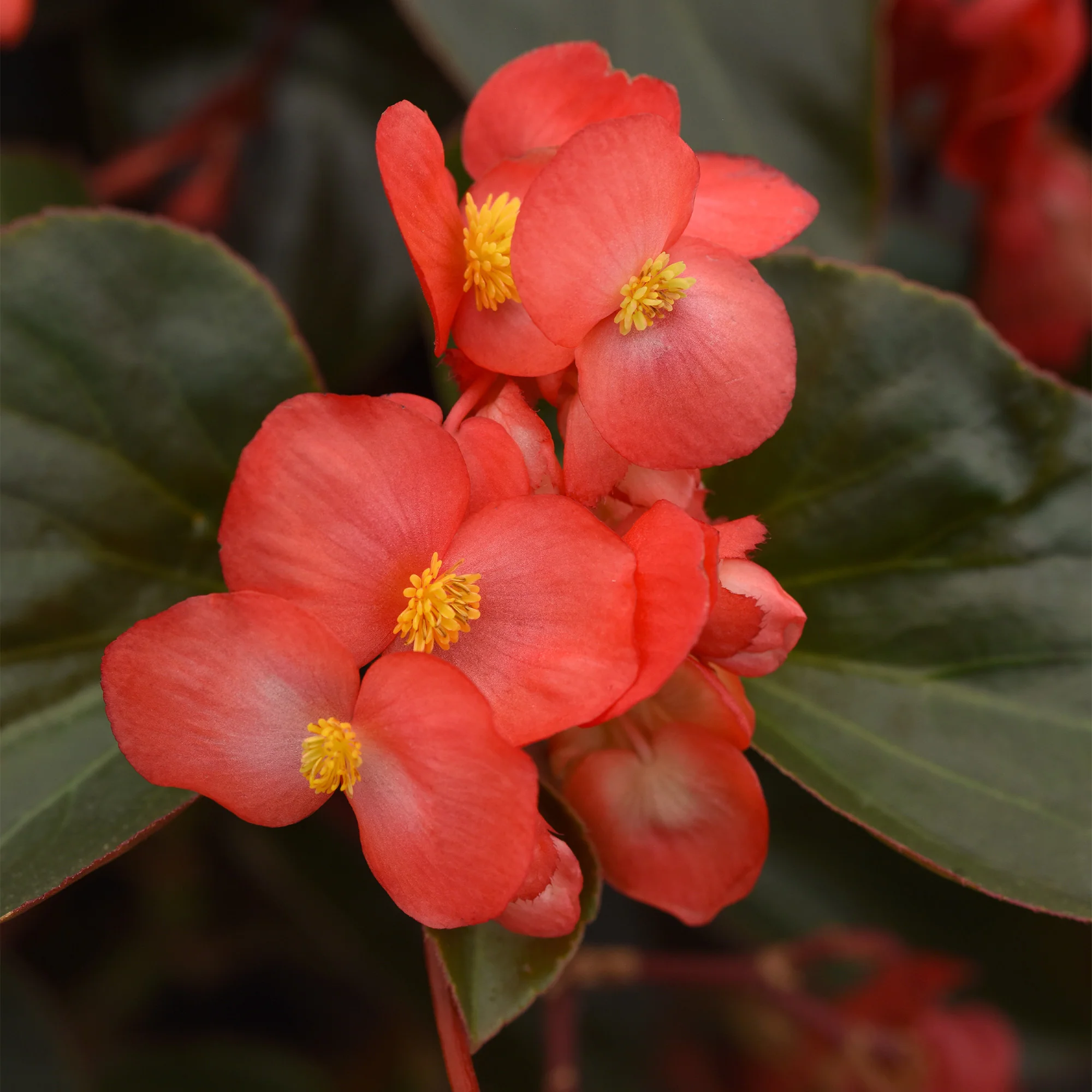 Bégonia DRAGON WING® Red Bronze Leaf - Image 3