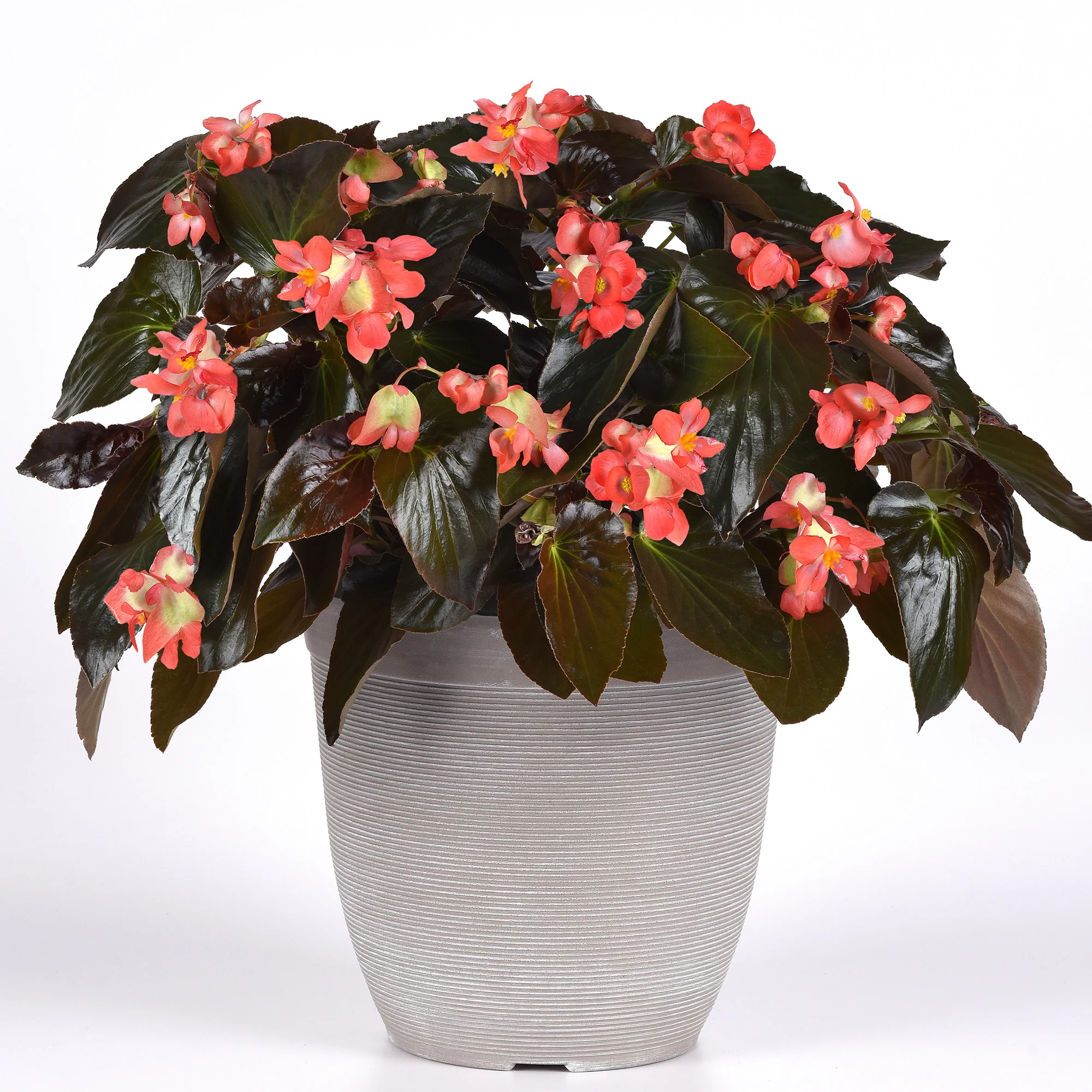 Bégonia DRAGON WING® Red Bronze Leaf - Image 4