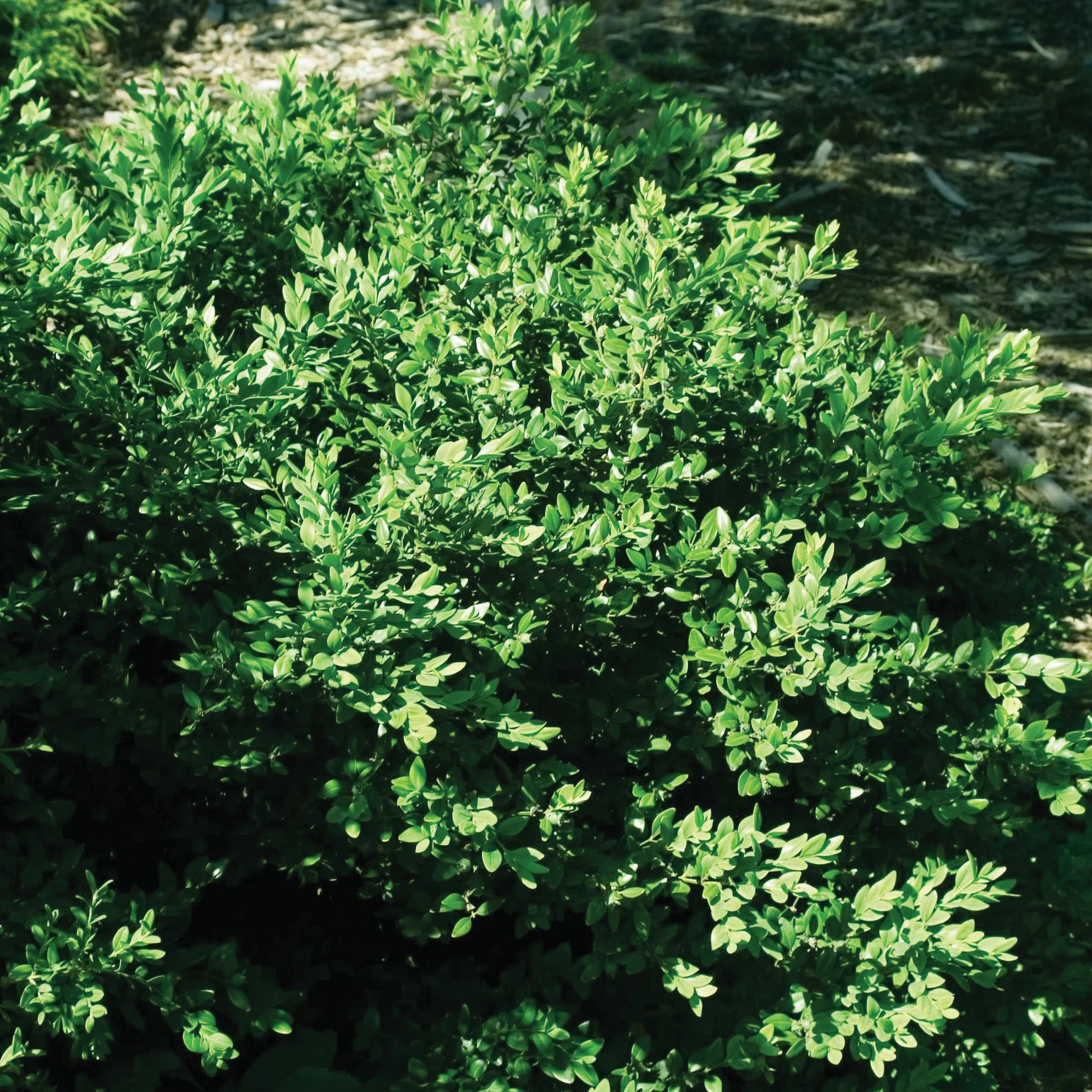 Buxus 'Green Velvet' – Buis 'Green Velvet' - Image 3