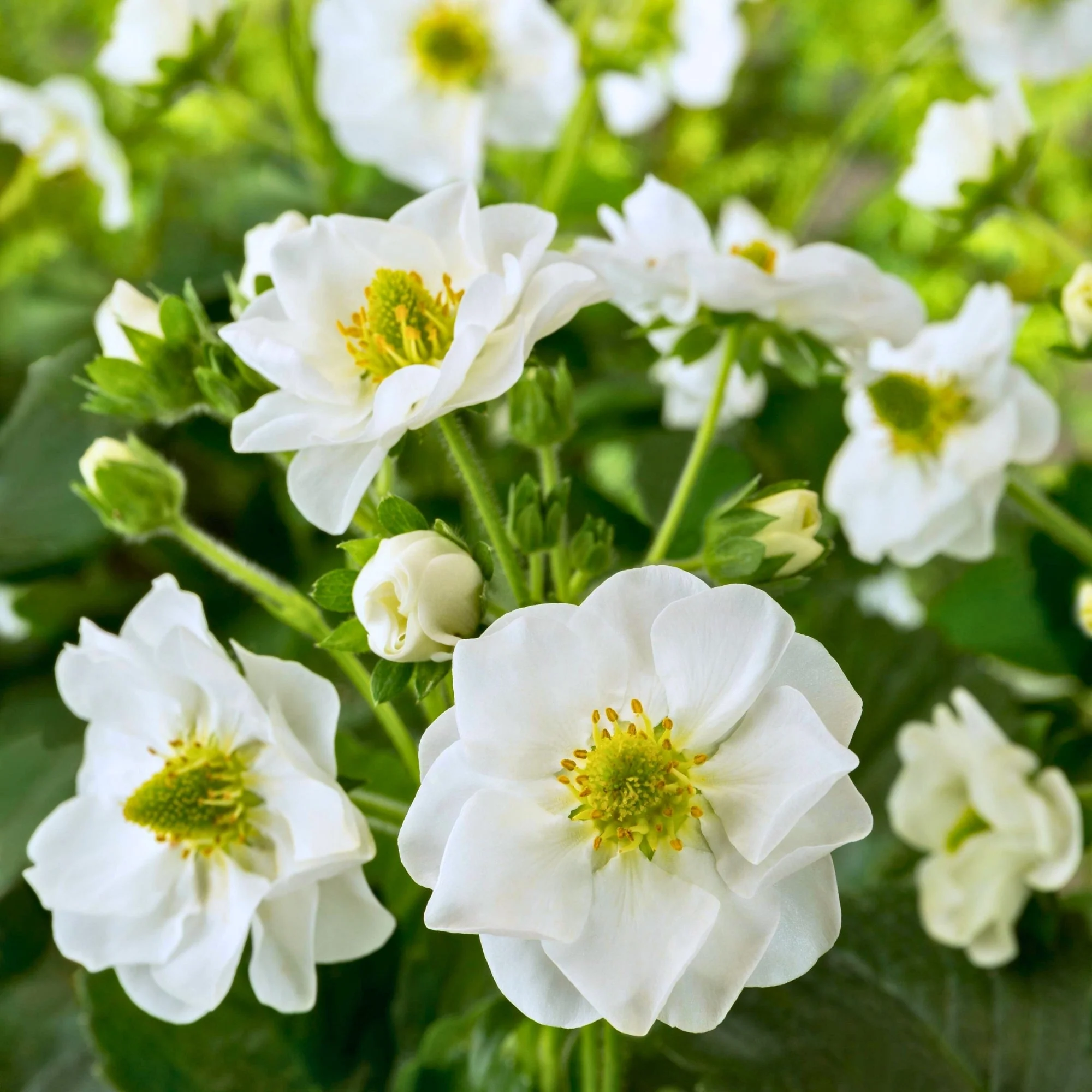 Fraisier Summer Breeze™ Snow - Fragaria x ananassa - Image 3