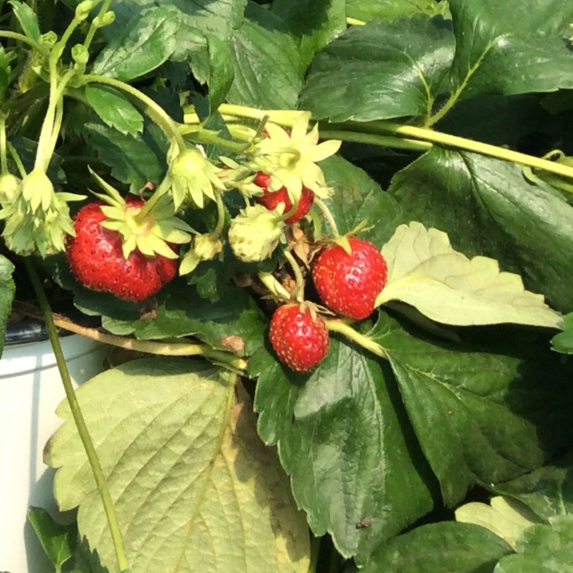 Fraisier 'Profruit Quatre Saisons' - Fragaria x ananassa - Image 3