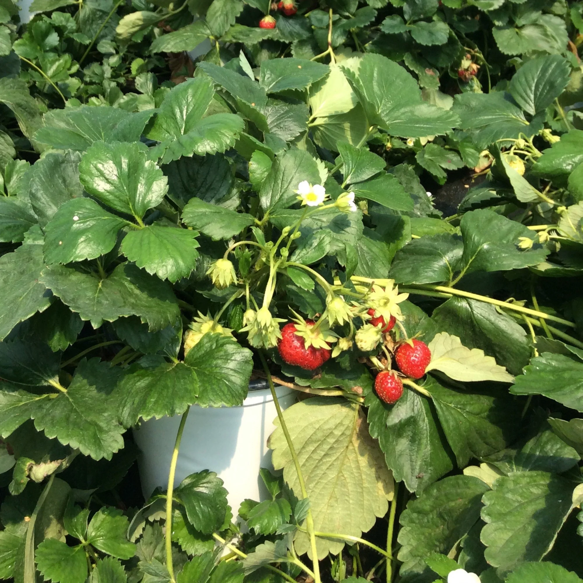 Fraisier 'Profruit Quatre Saisons' - Fragaria x ananassa - Image 4
