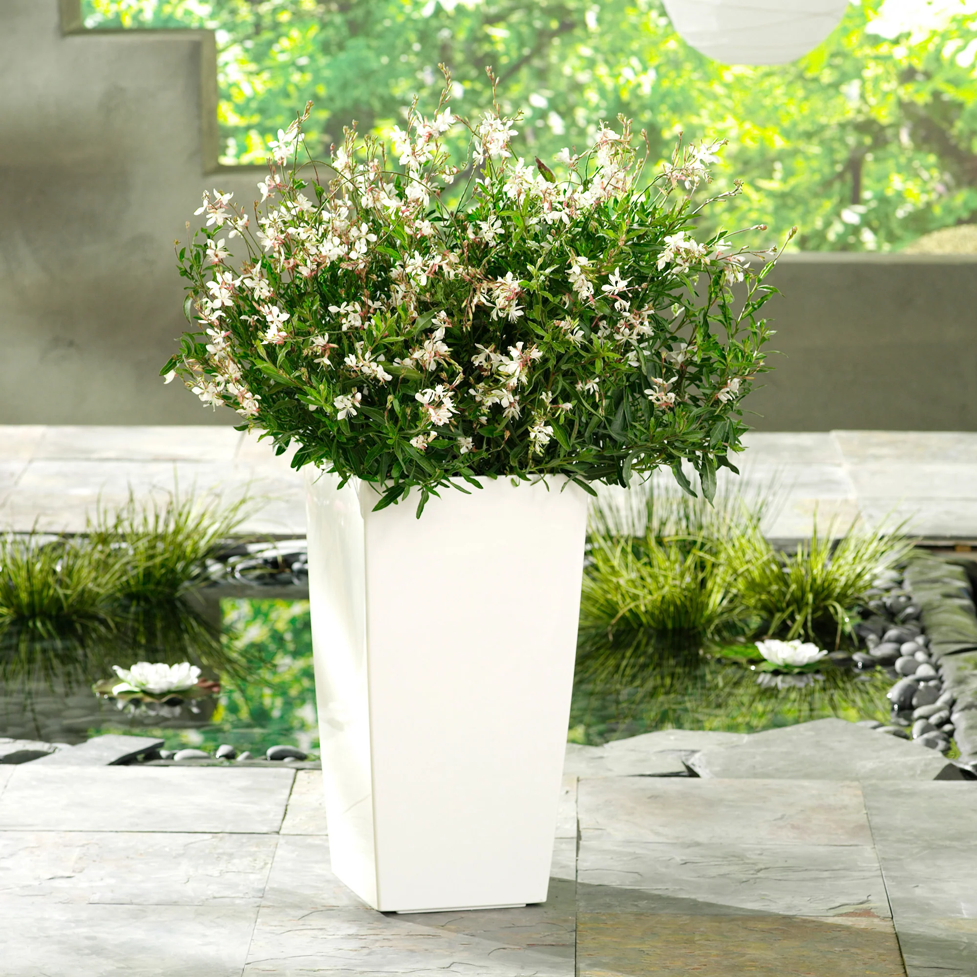 Gaura STRATOSPHERE™ White - Image 3