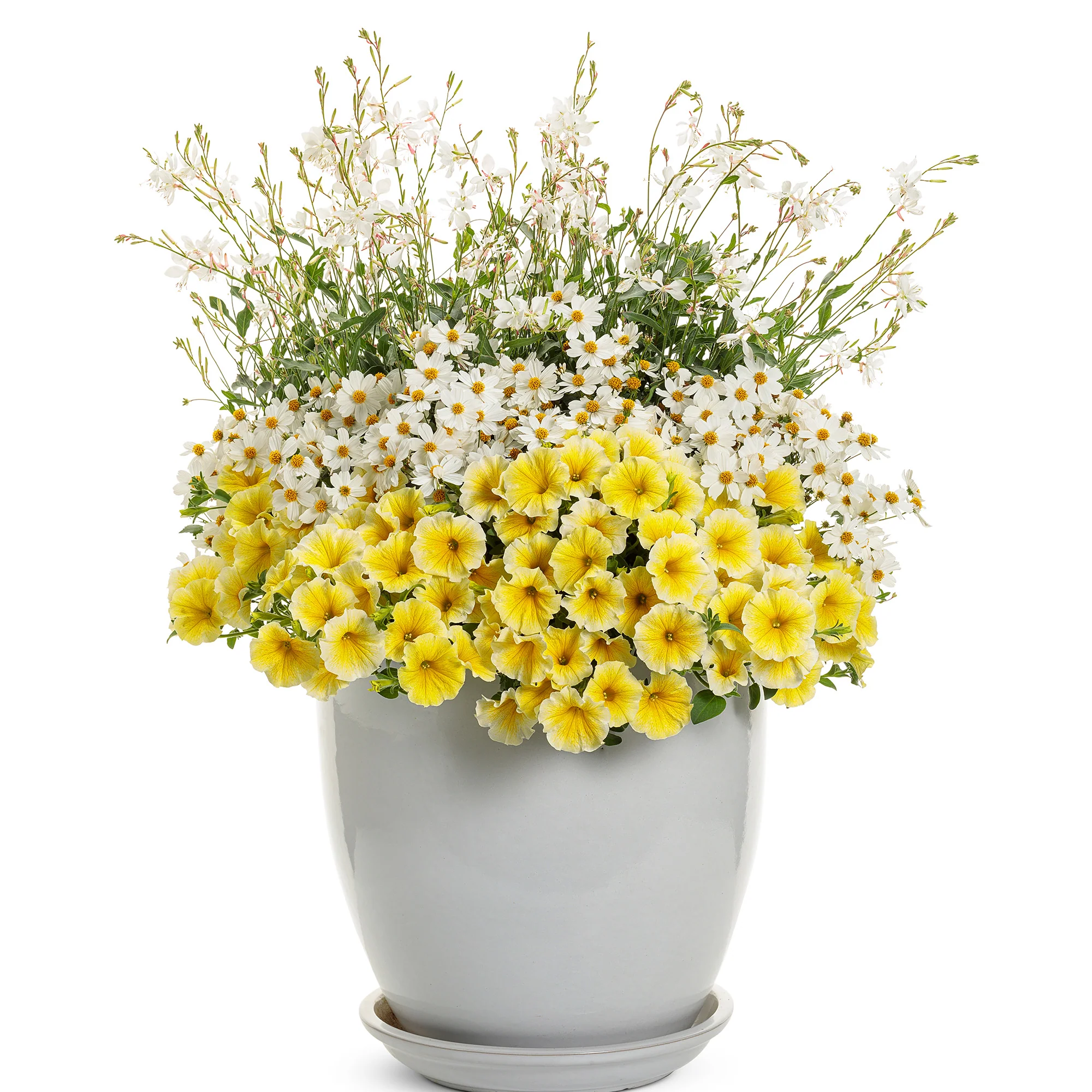 Gaura STRATOSPHERE™ White - Image 5