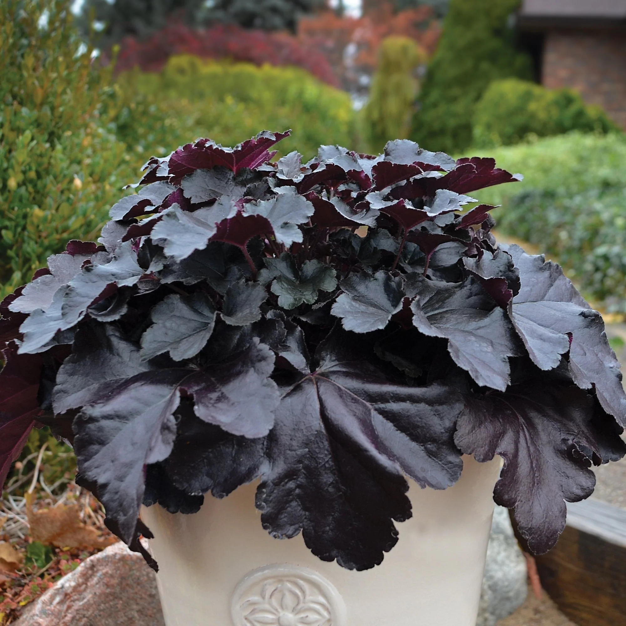 Heuchera Primo® 'Black Pearl' – Heuchère 'Black Pearl' - Image 3