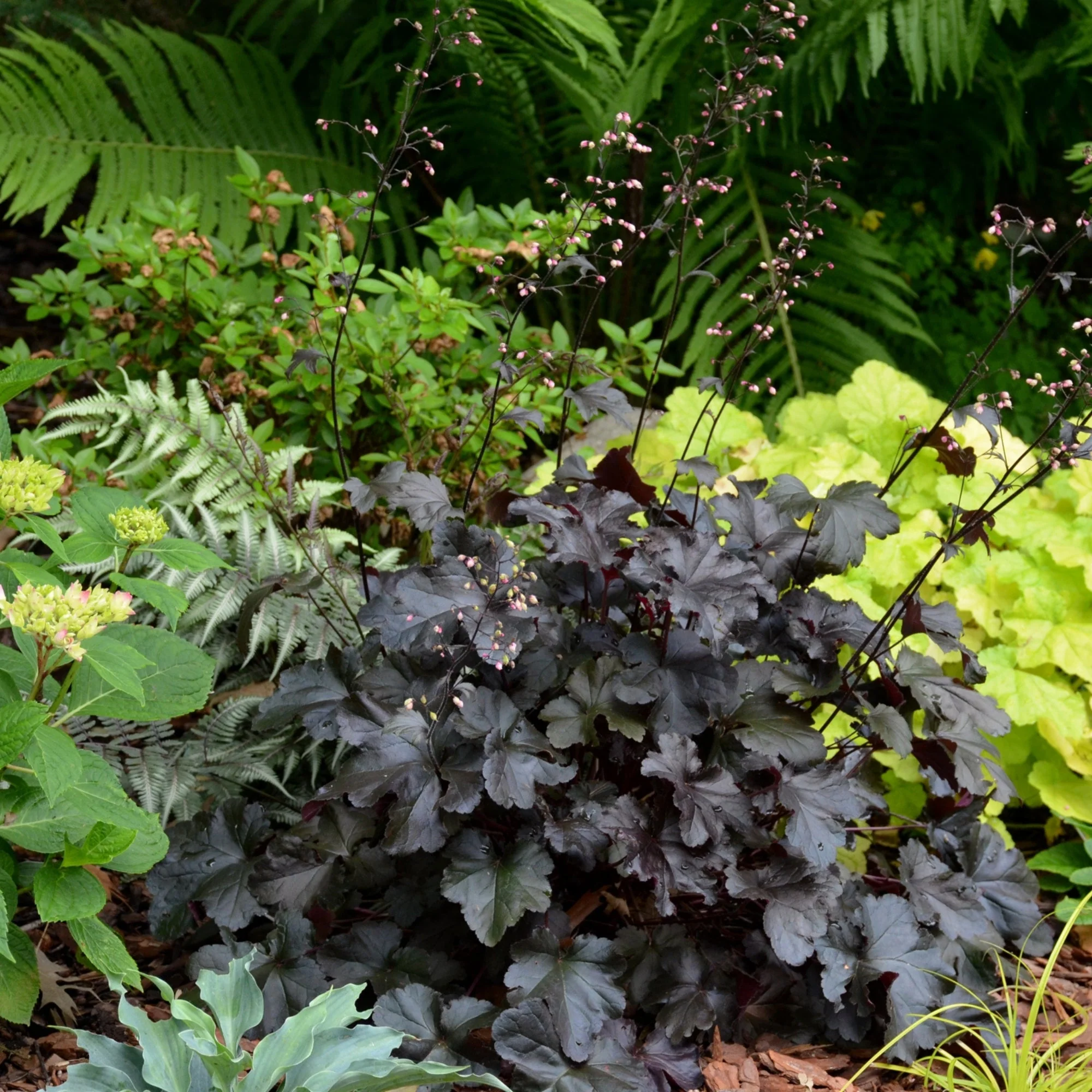 Heuchera Primo® 'Black Pearl' – Heuchère 'Black Pearl' - Image 4