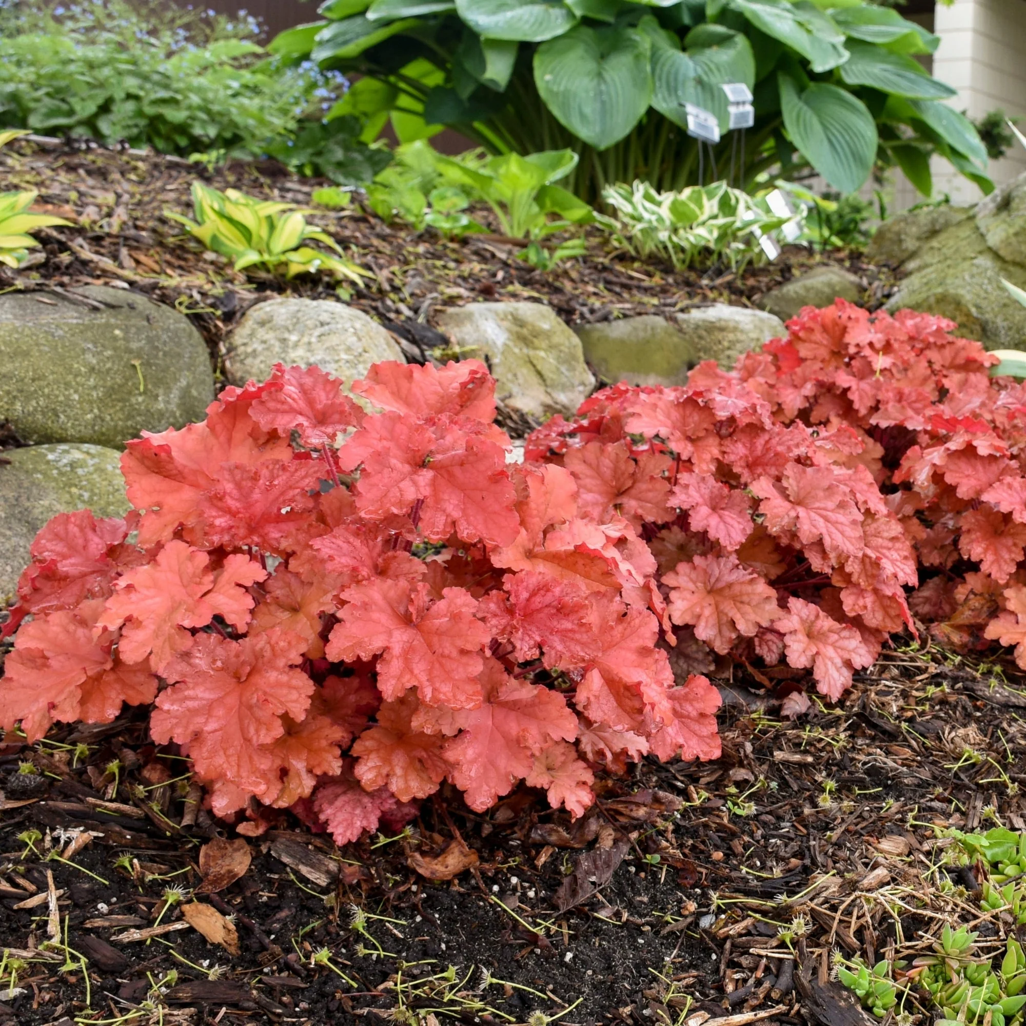 Heuchera Primo® 'Peachberry Ice' – Heuchère 'Peachberry Ice' - Image 3