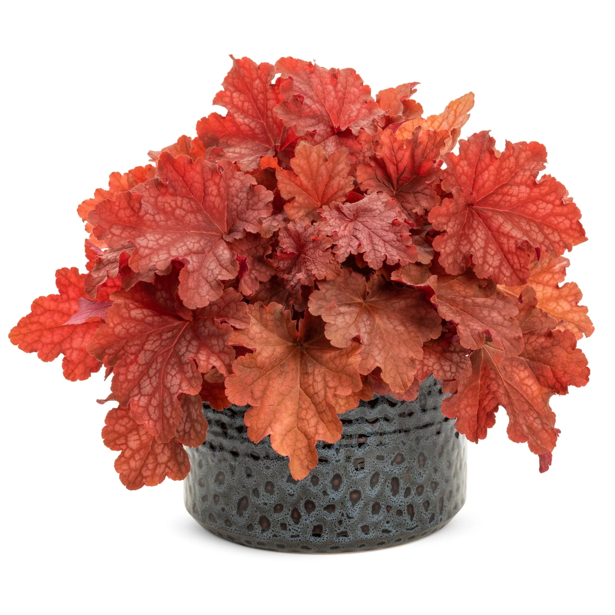 Heuchera Primo® 'Peachberry Ice' – Heuchère 'Peachberry Ice' - Image 4