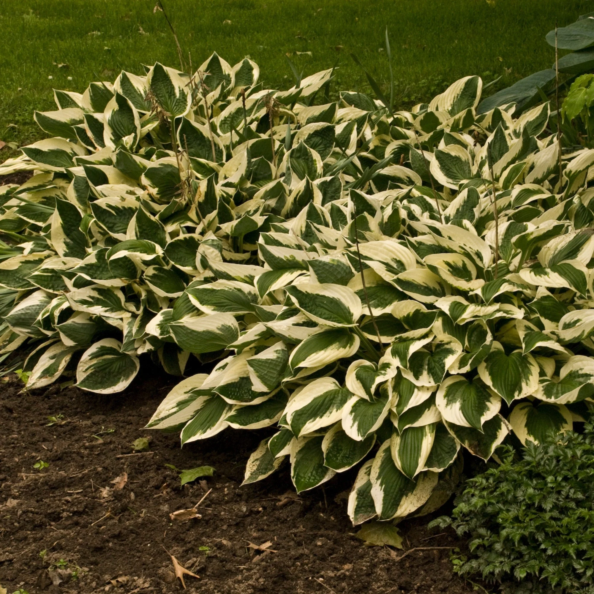 Hosta fortunei 'Patriot' – Hosta 'Patriot' - Image 3