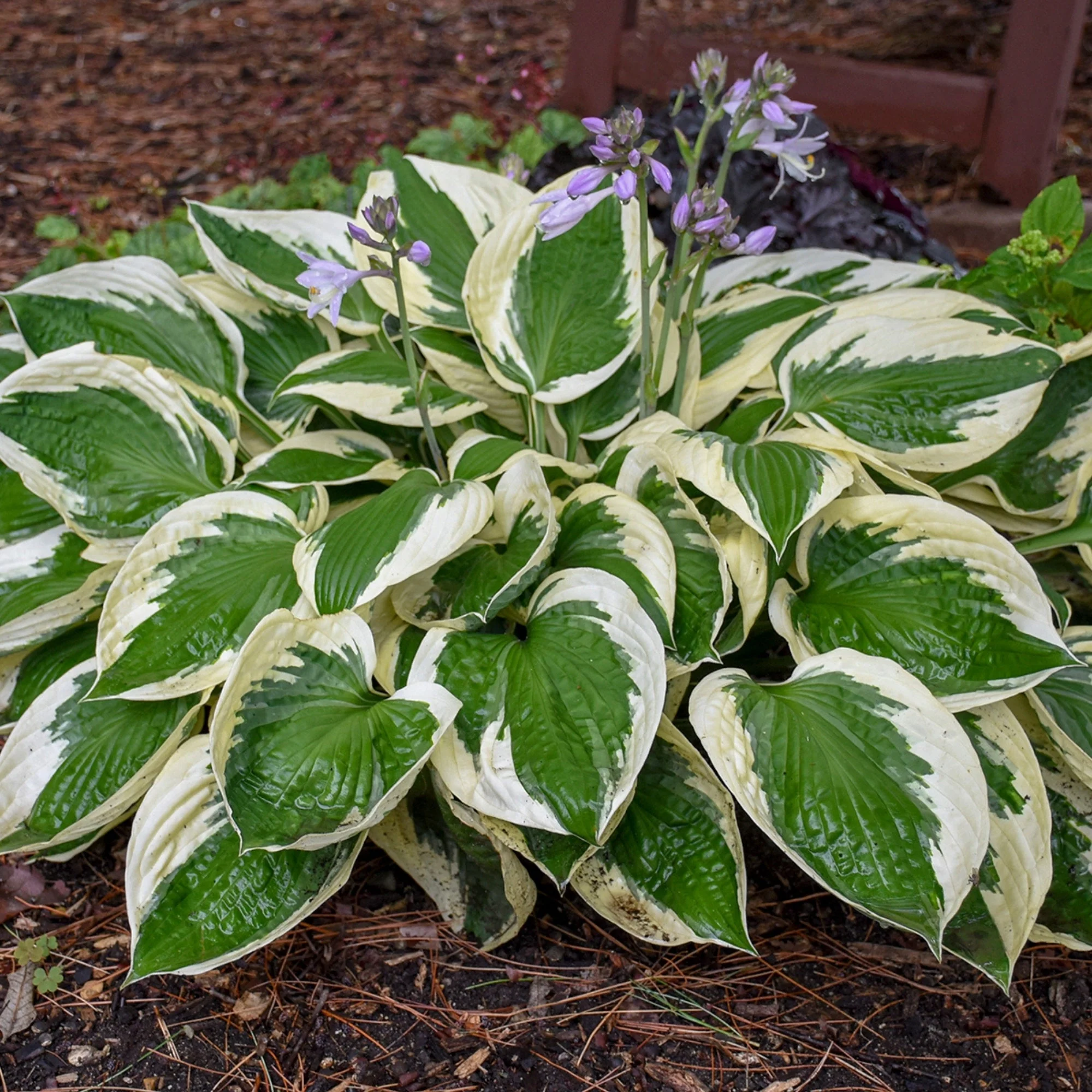 Hosta fortunei 'Patriot' – Hosta 'Patriot' - Image 4