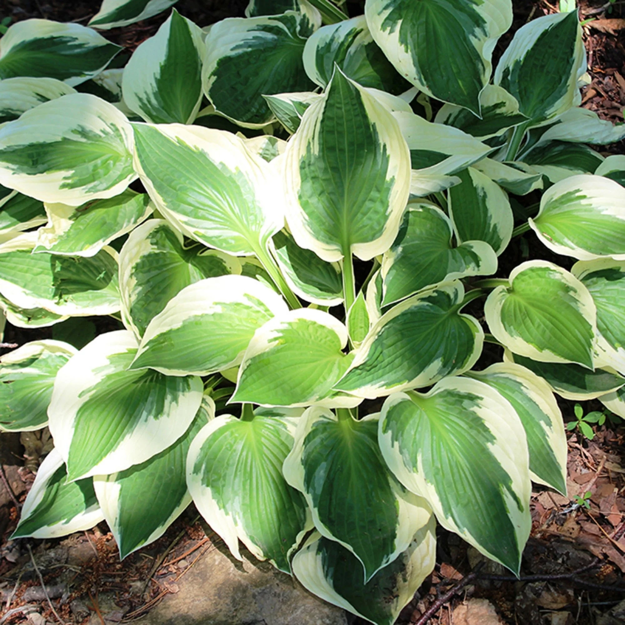 Hosta fortunei 'Patriot' – Hosta 'Patriot' - Image 5