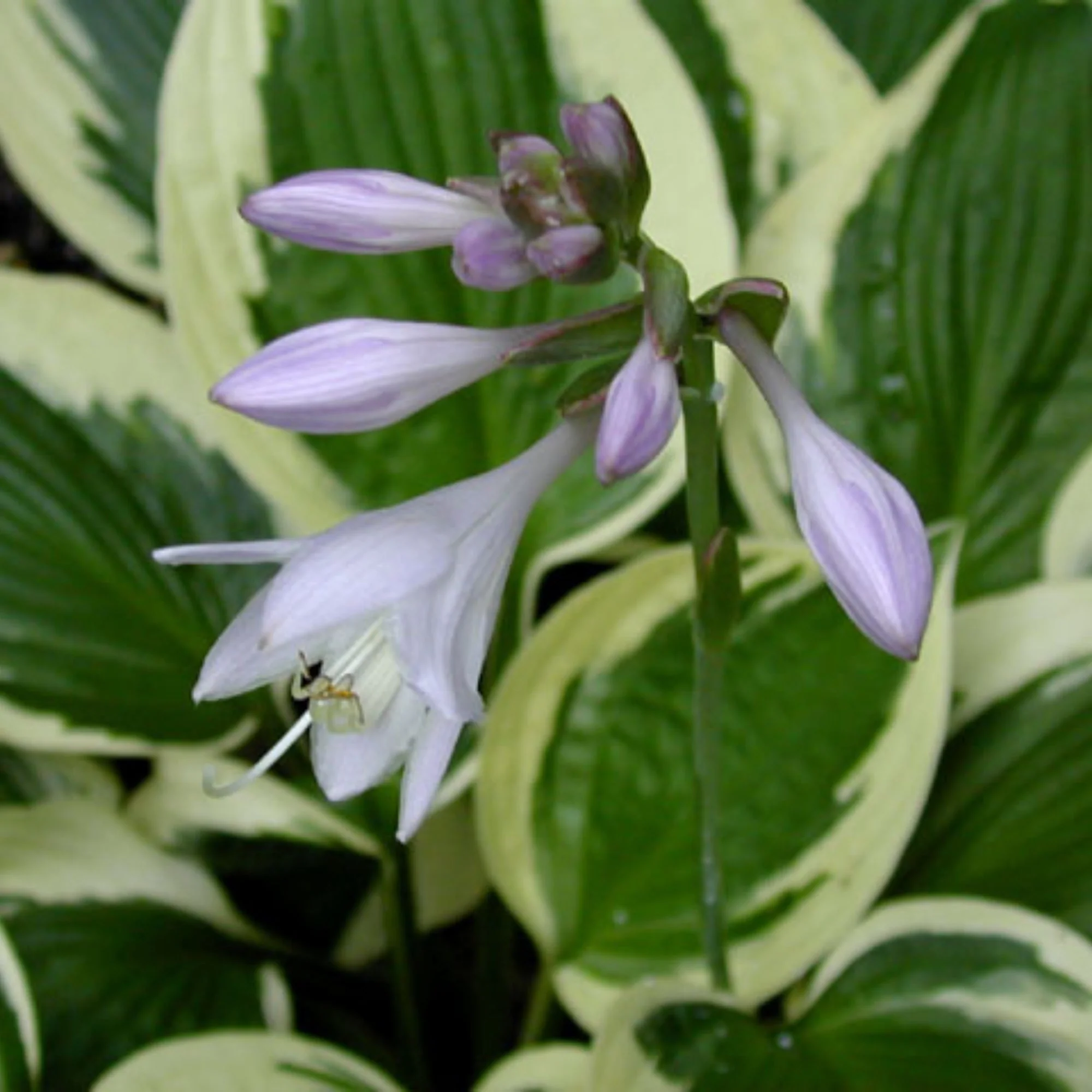 Hosta fortunei 'Patriot' – Hosta 'Patriot' - Image 6