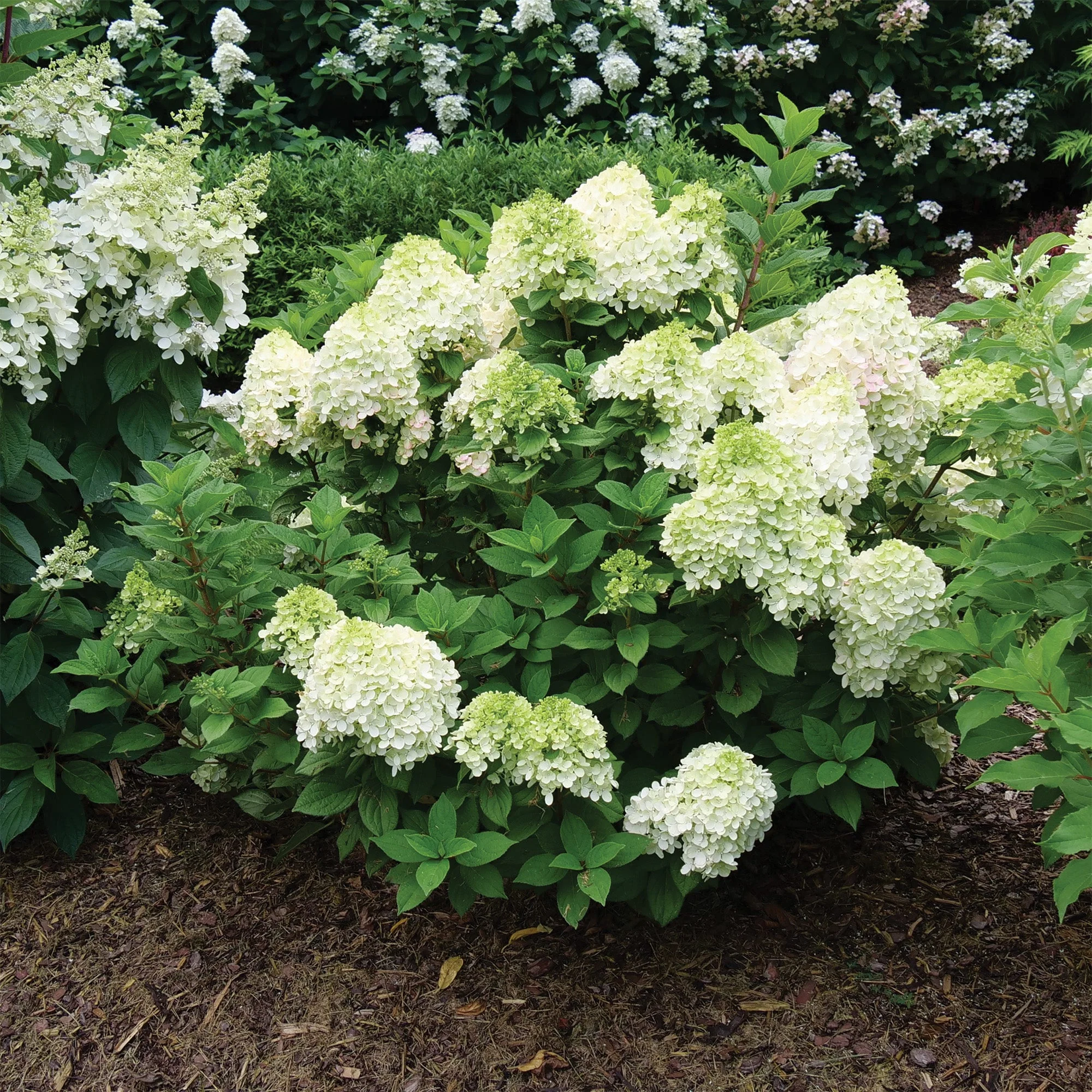 Hydrangea paniculata Little Lime Punch® - Hydrangée paniculée Little Lime Punch® - Image 3