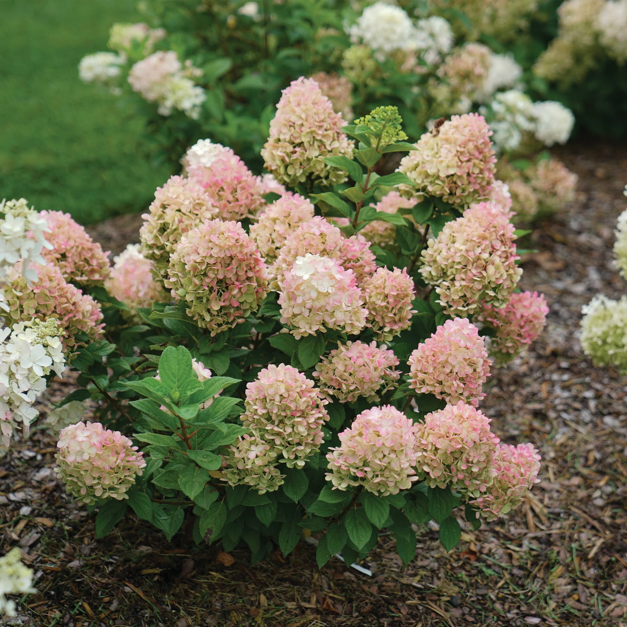 Hydrangea paniculata Little Lime Punch® - Hydrangée paniculée Little Lime Punch® - Image 4