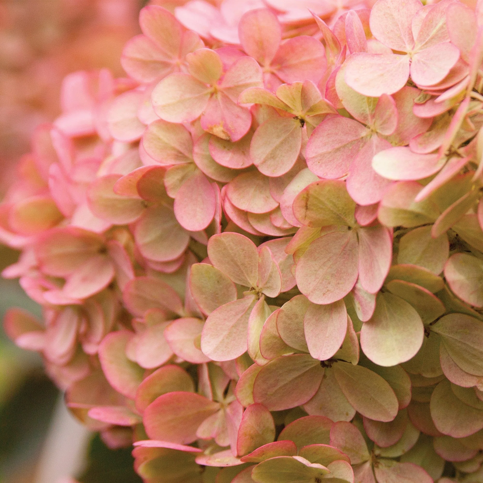 Hydrangea paniculata 'Vanilla Strawberry®' – Hydrangée Vanille Fraise® - Image 3