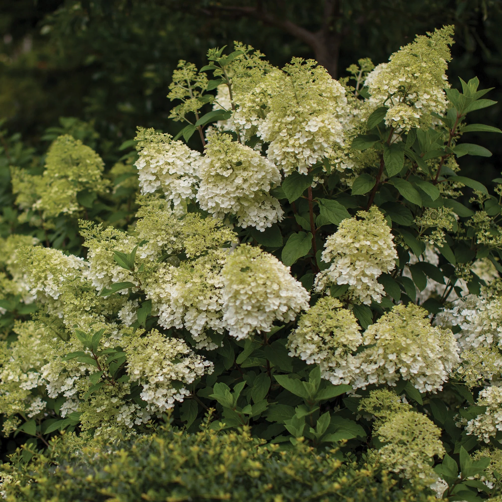 Hydrangea paniculata 'Vanilla Strawberry®' – Hydrangée Vanille Fraise® - Image 4