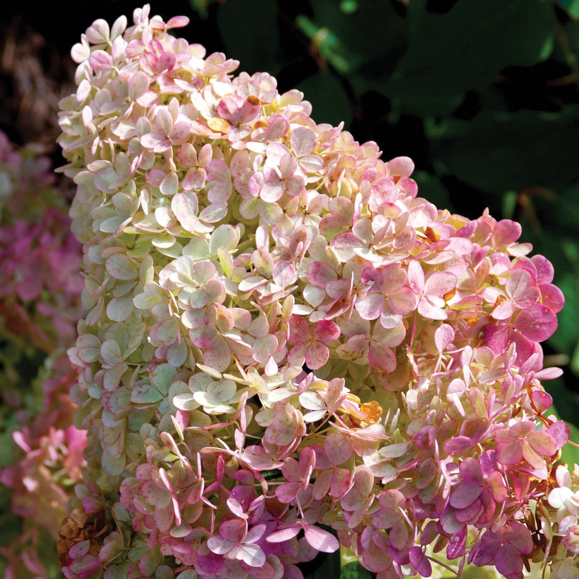 Hydrangea paniculata 'Vanilla Strawberry®' – Hydrangée Vanille Fraise® - Image 6