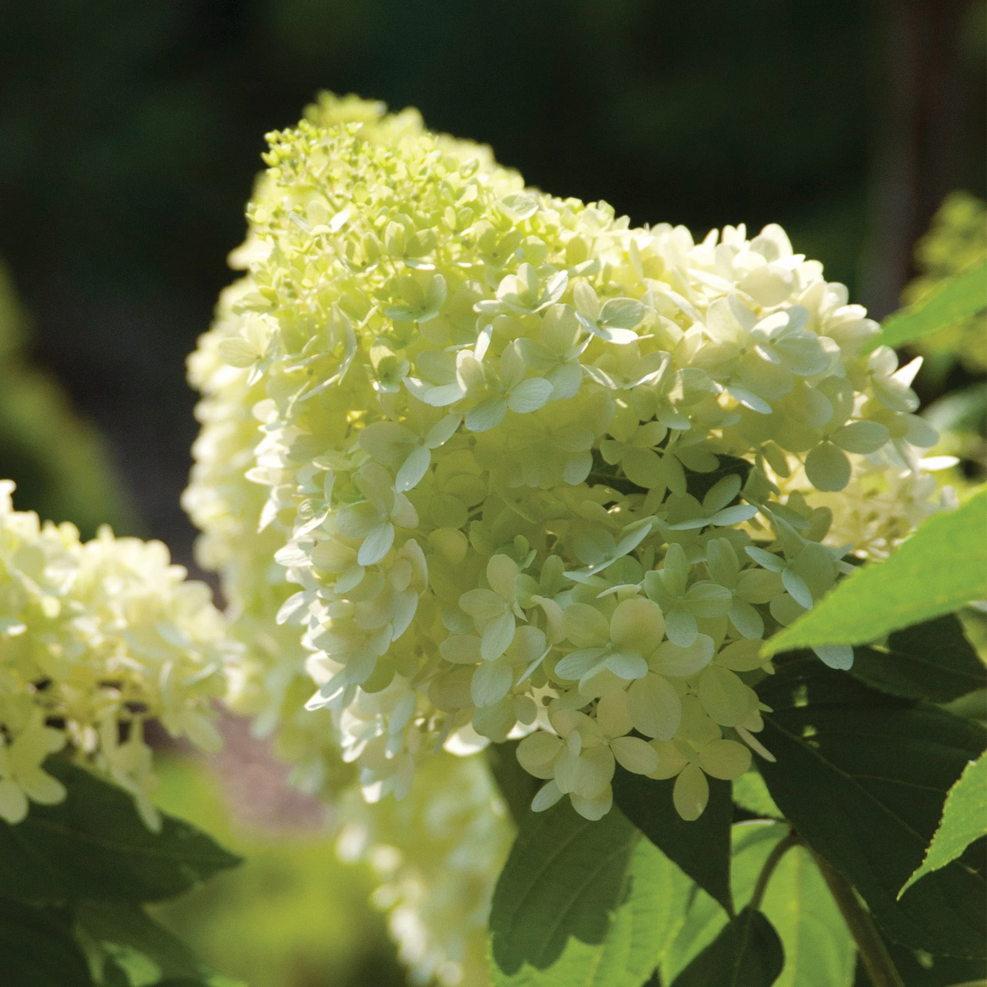Hydrangea paniculata 'Vanilla Strawberry®' – Hydrangée Vanille Fraise® - Image 7