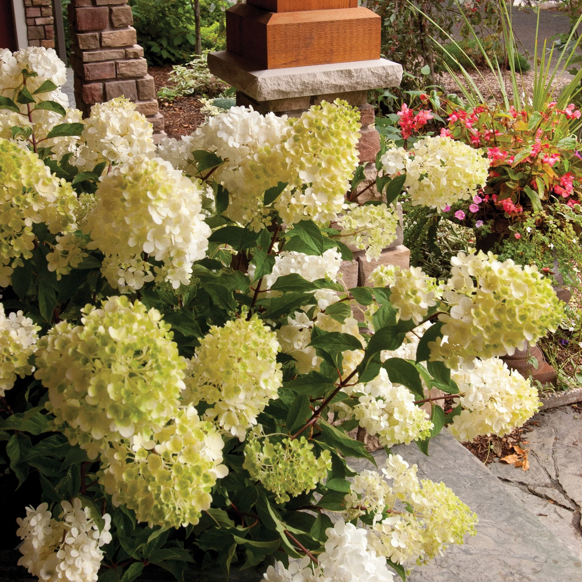 Hydrangea paniculata 'Vanilla Strawberry®' – Hydrangée Vanille Fraise® - Image 8