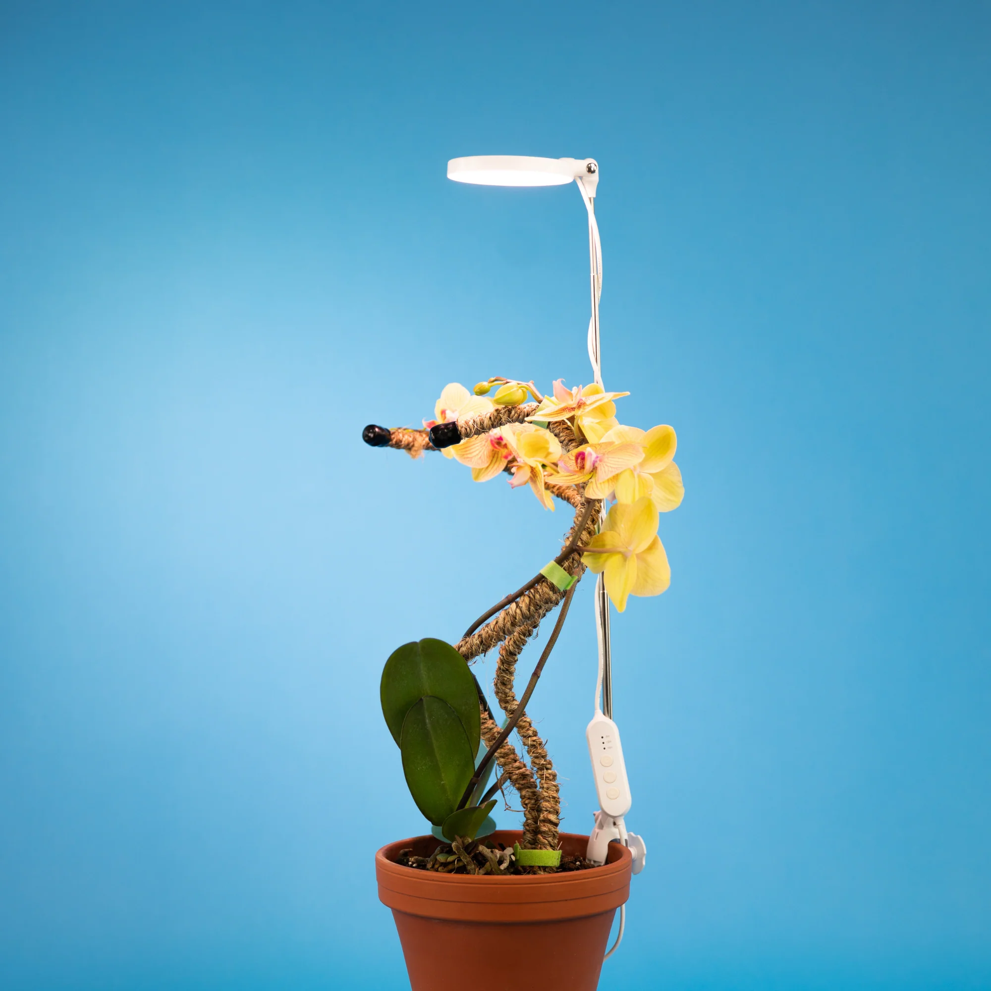 Lampe de croissance DEL ajustable pour plantes d'intérieur - Image 4