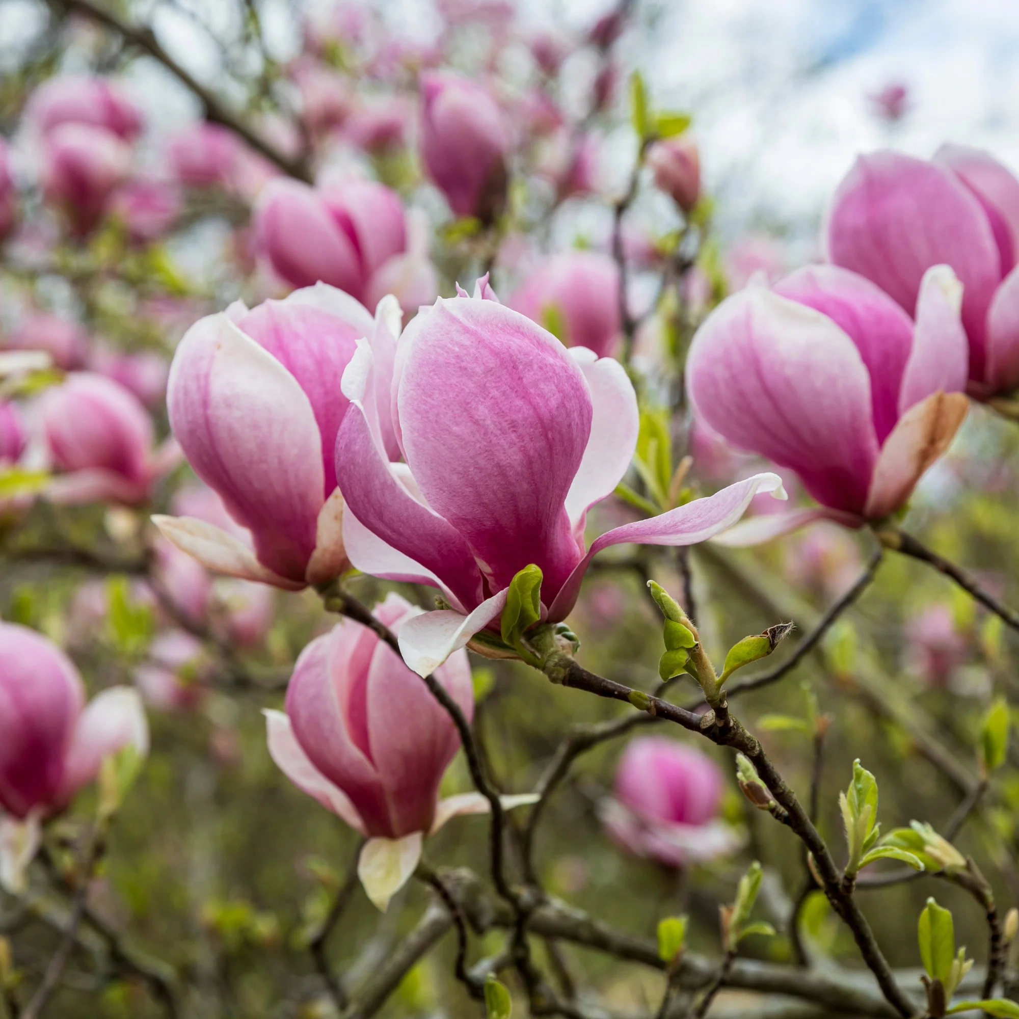 Magnolia x loebneri 'Leonard Messel' – Magnolia de Loebner - Image 3