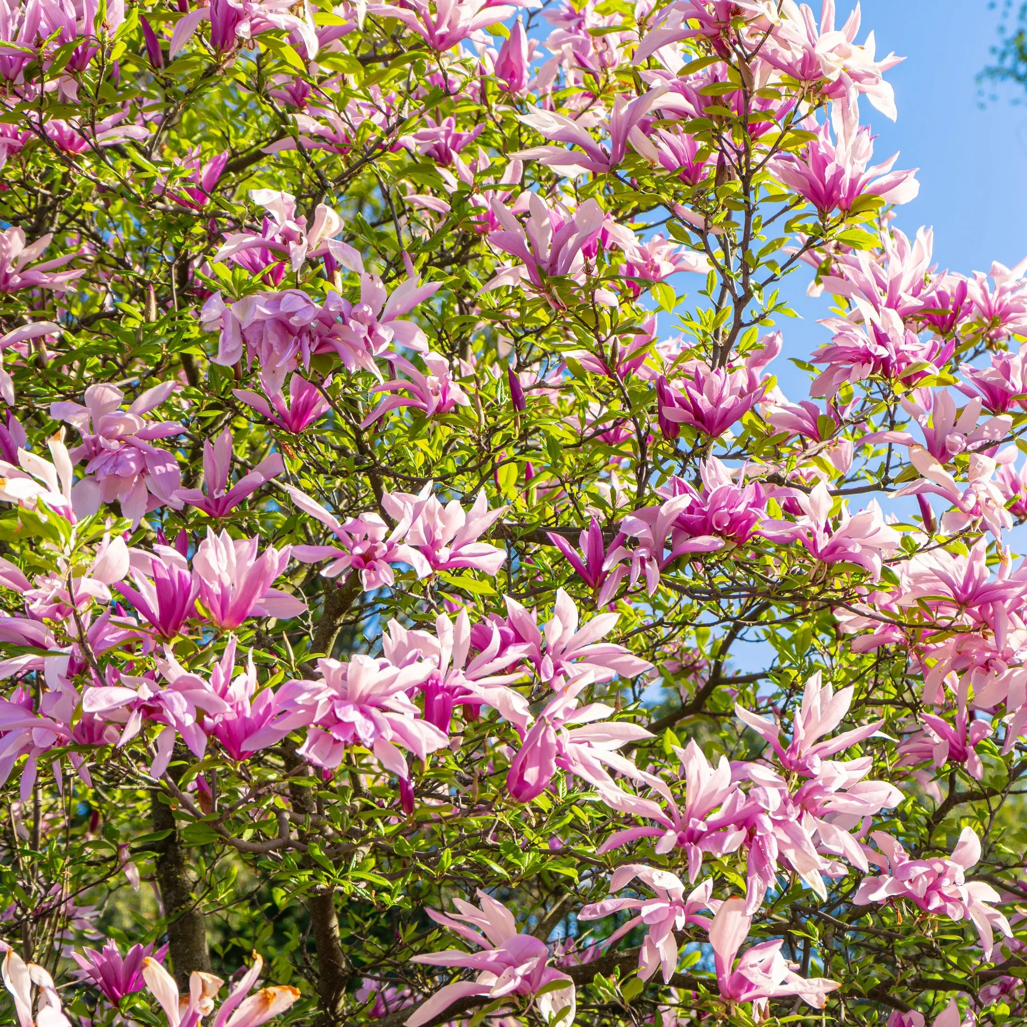 Magnolia x loebneri 'Leonard Messel' – Magnolia de Loebner - Image 4