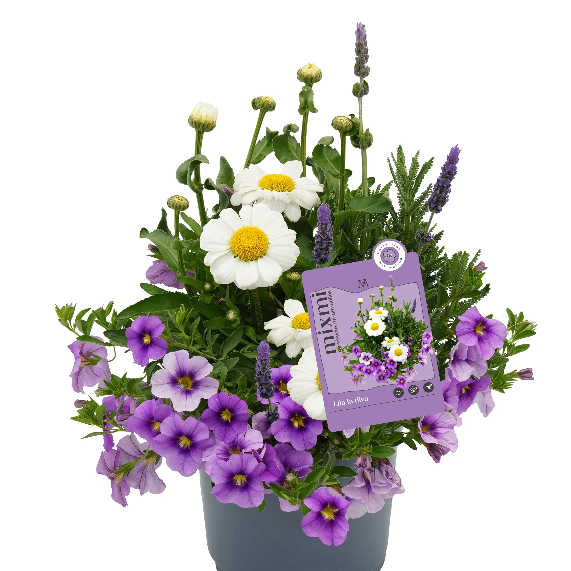 Mixmi : Trios Prêts-à-Planter - Image 3