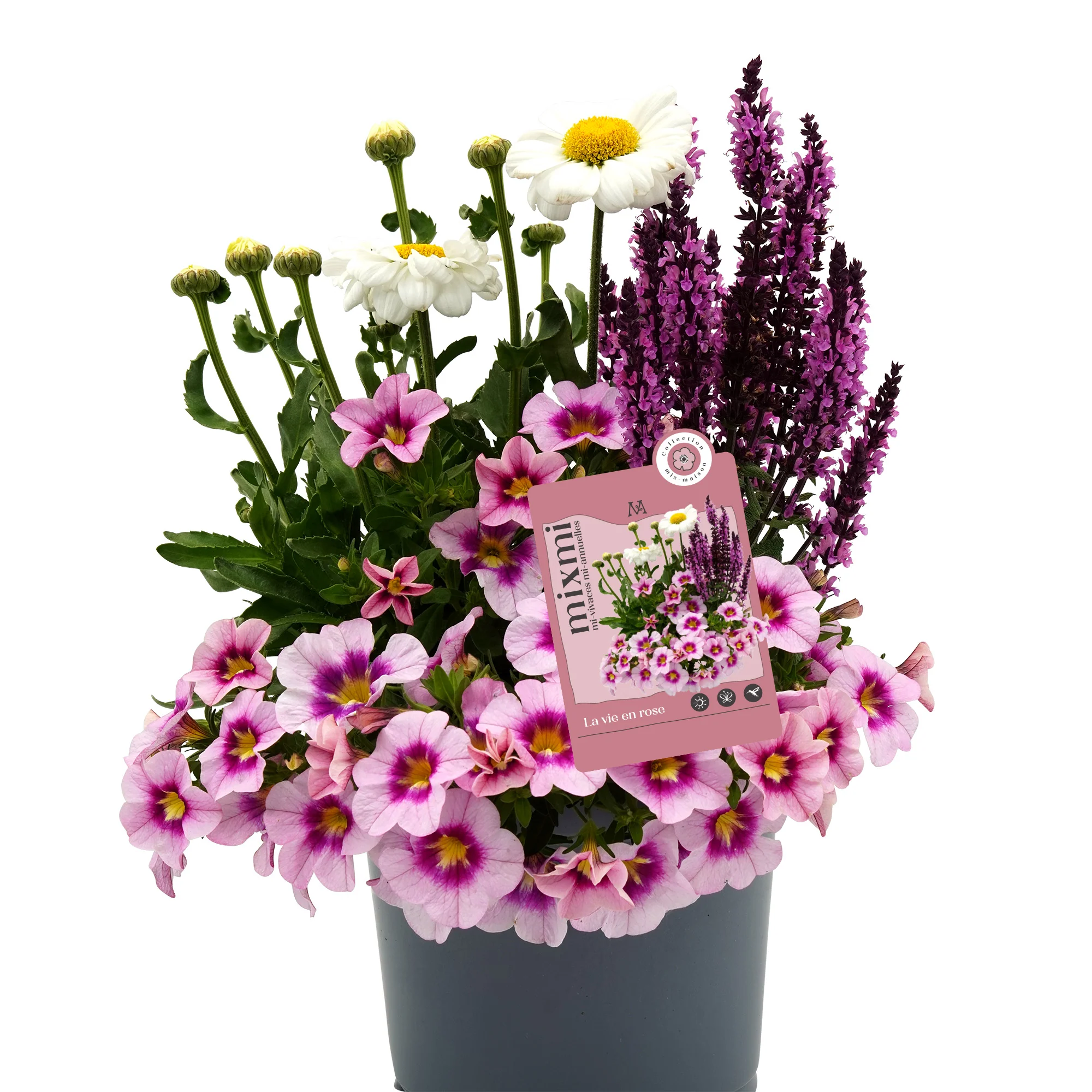 Mixmi : Trios Prêts-à-Planter - Image 4