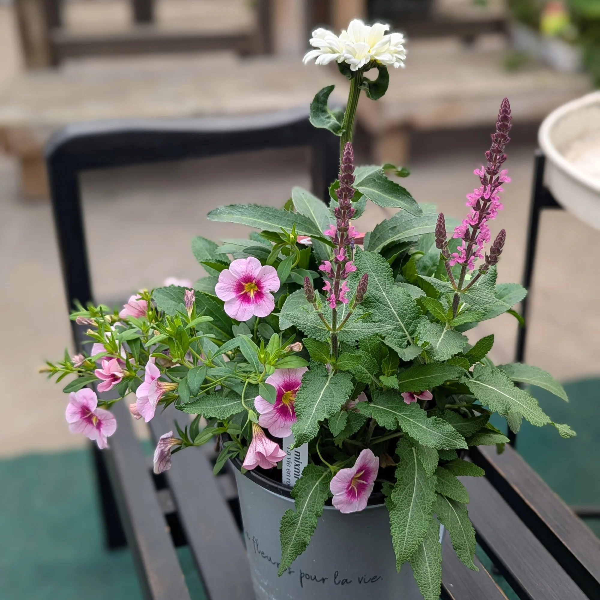 Mixmi : Trios Prêts-à-Planter - Image 5