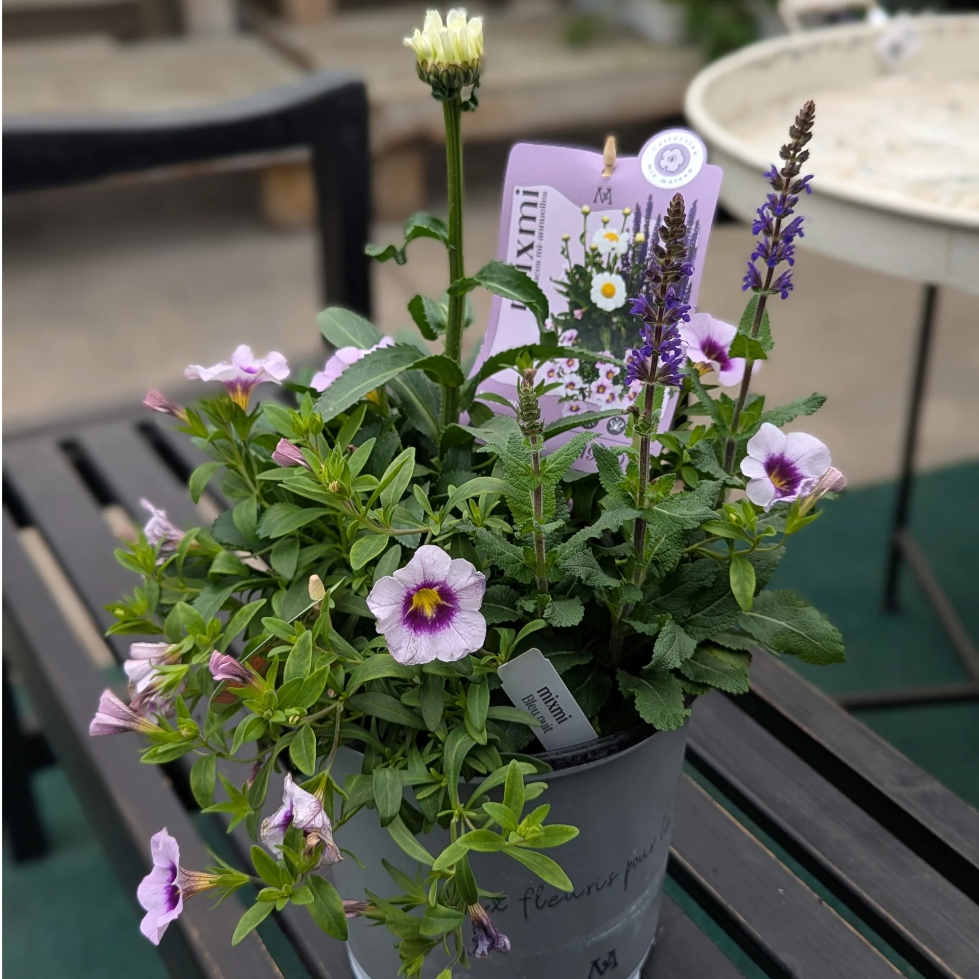 Mixmi : Trios Prêts-à-Planter - Image 6