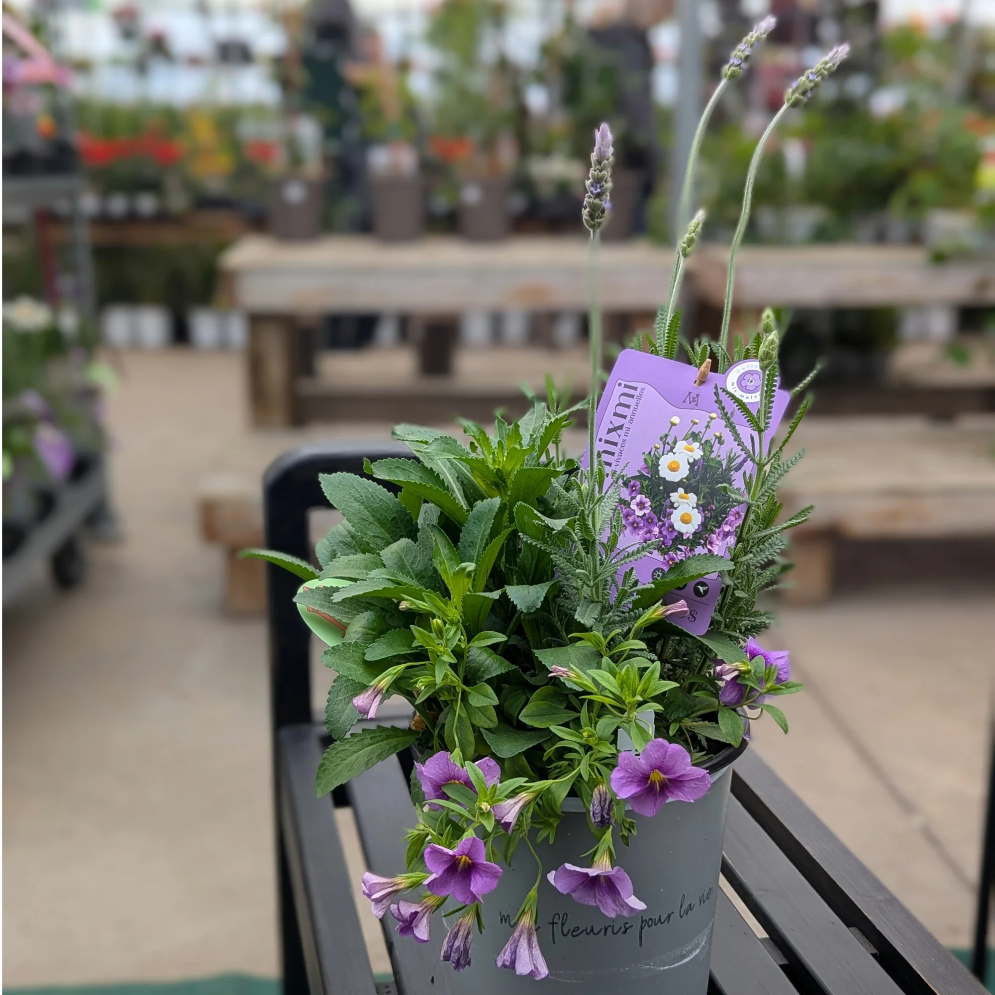 Mixmi : Trios Prêts-à-Planter - Image 7