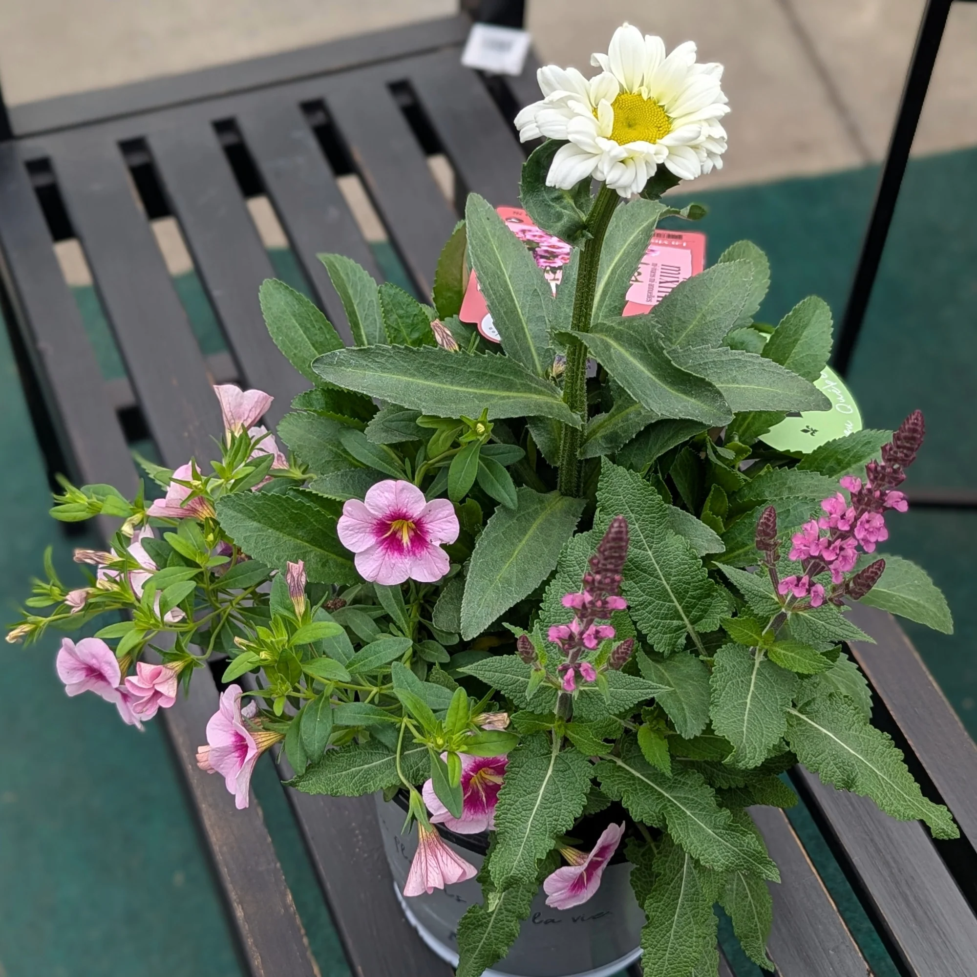 Mixmi : Trios Prêts-à-Planter - Image 8