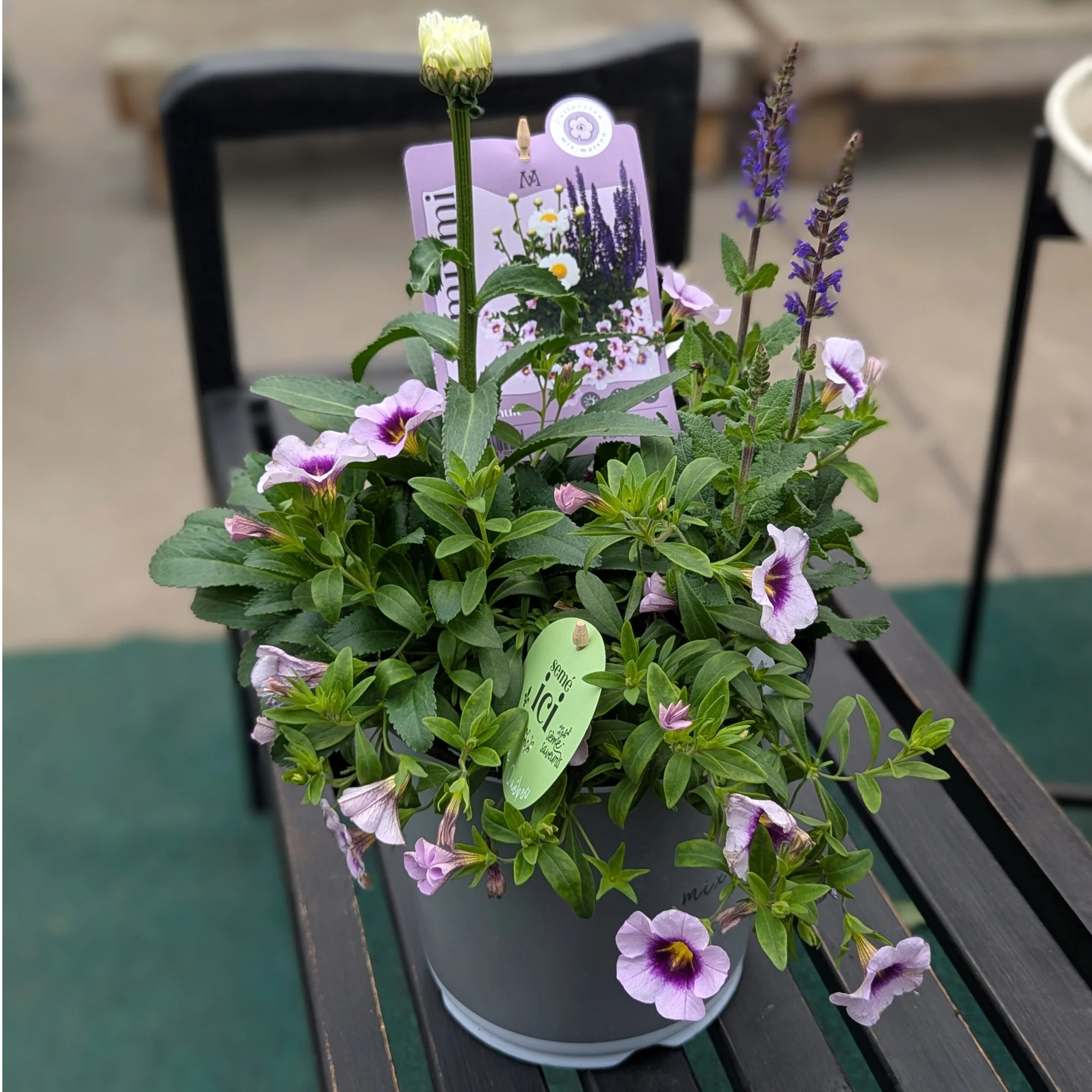 Mixmi : Trios Prêts-à-Planter - Image 9