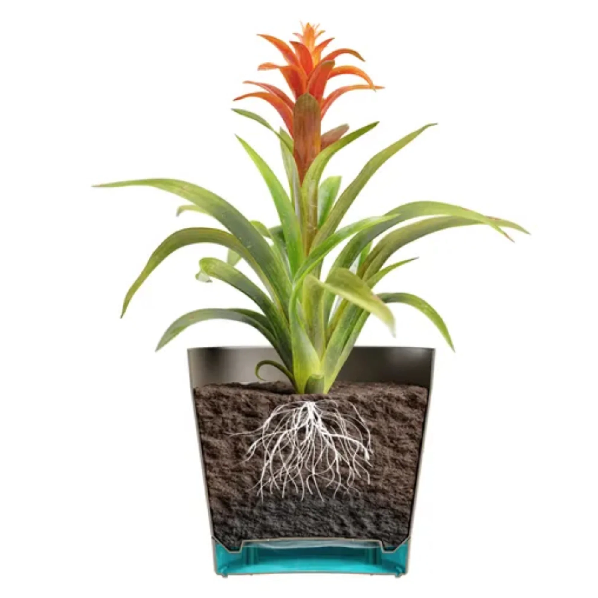 Pot Bloom Collection Tera - Image 4