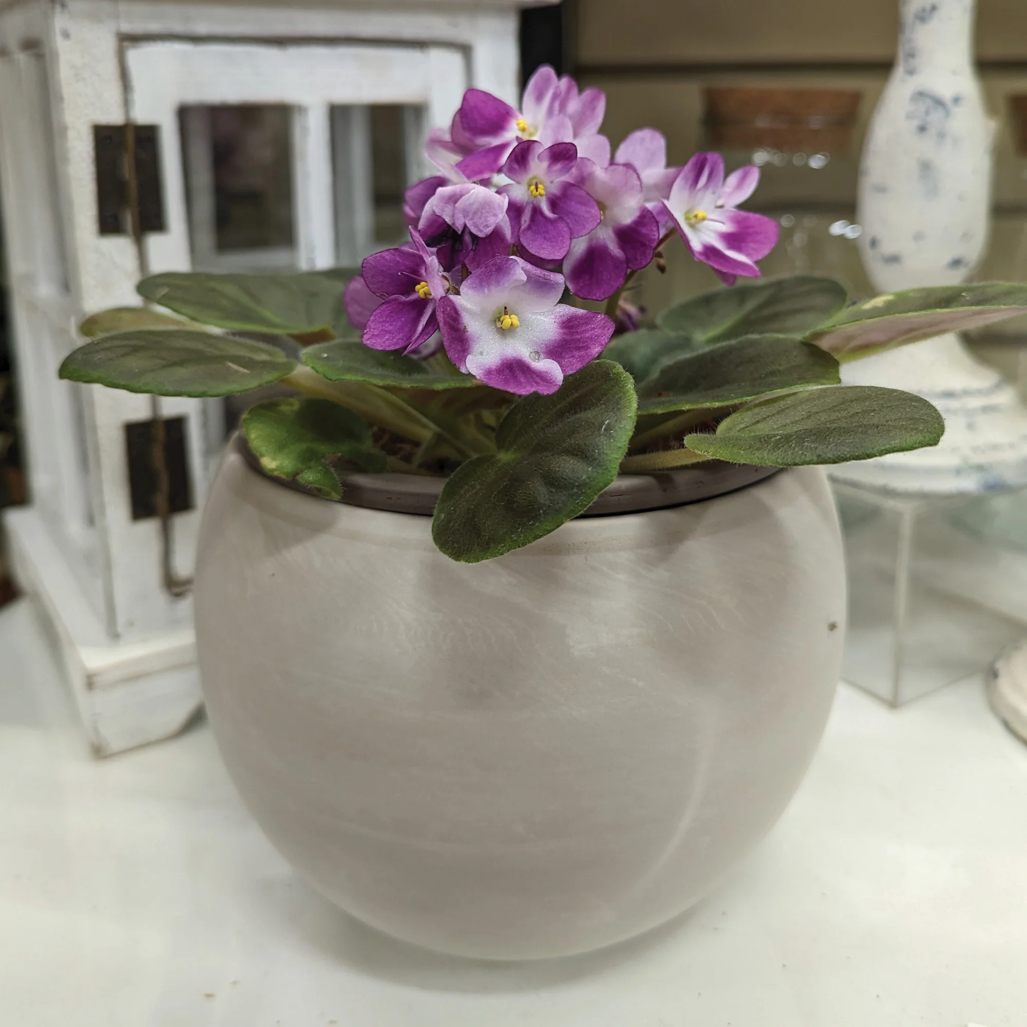 Pot plantes d'intérieur Aquatic Luna - Spang - Image 3