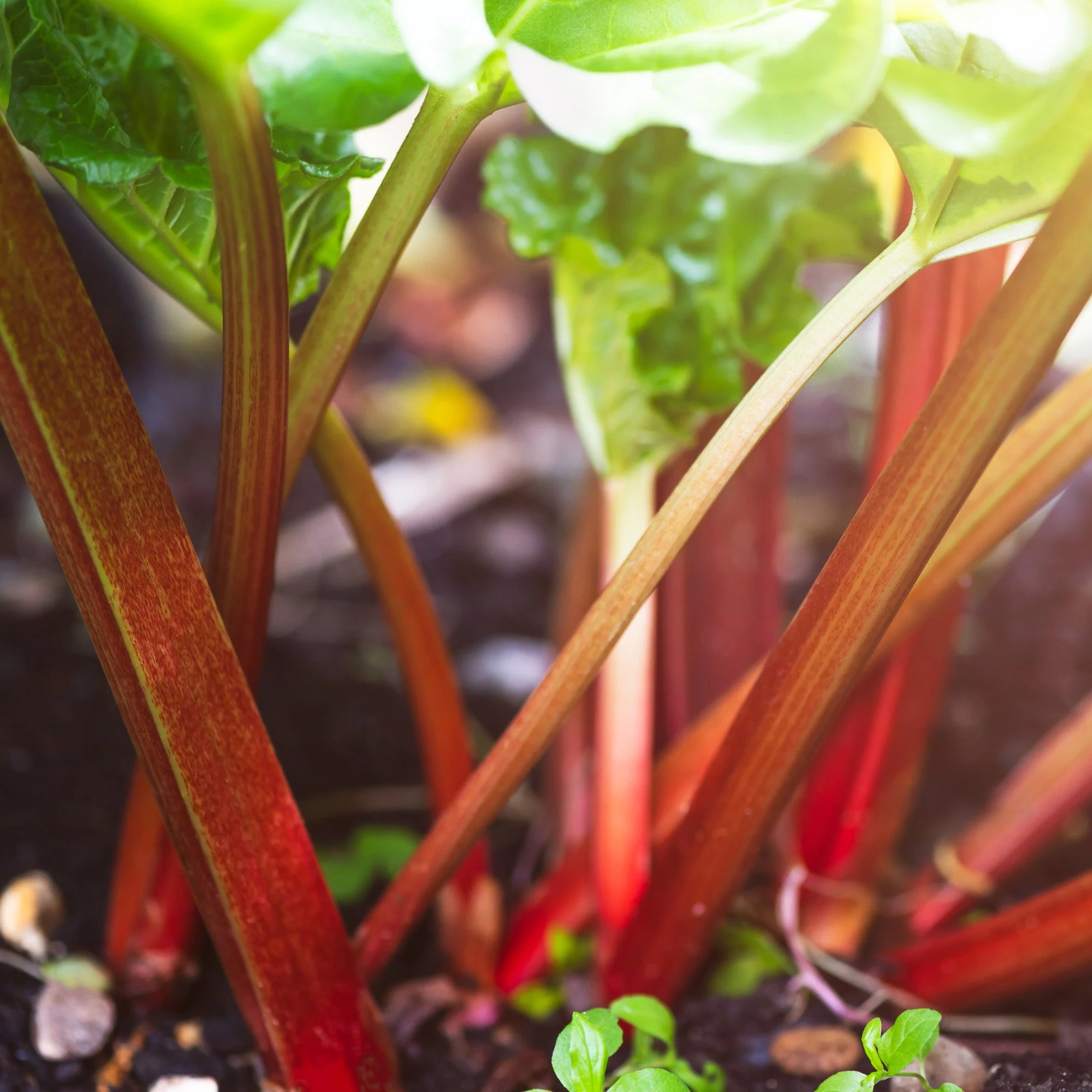 Rhubarbe 'Victoria' - Image 3