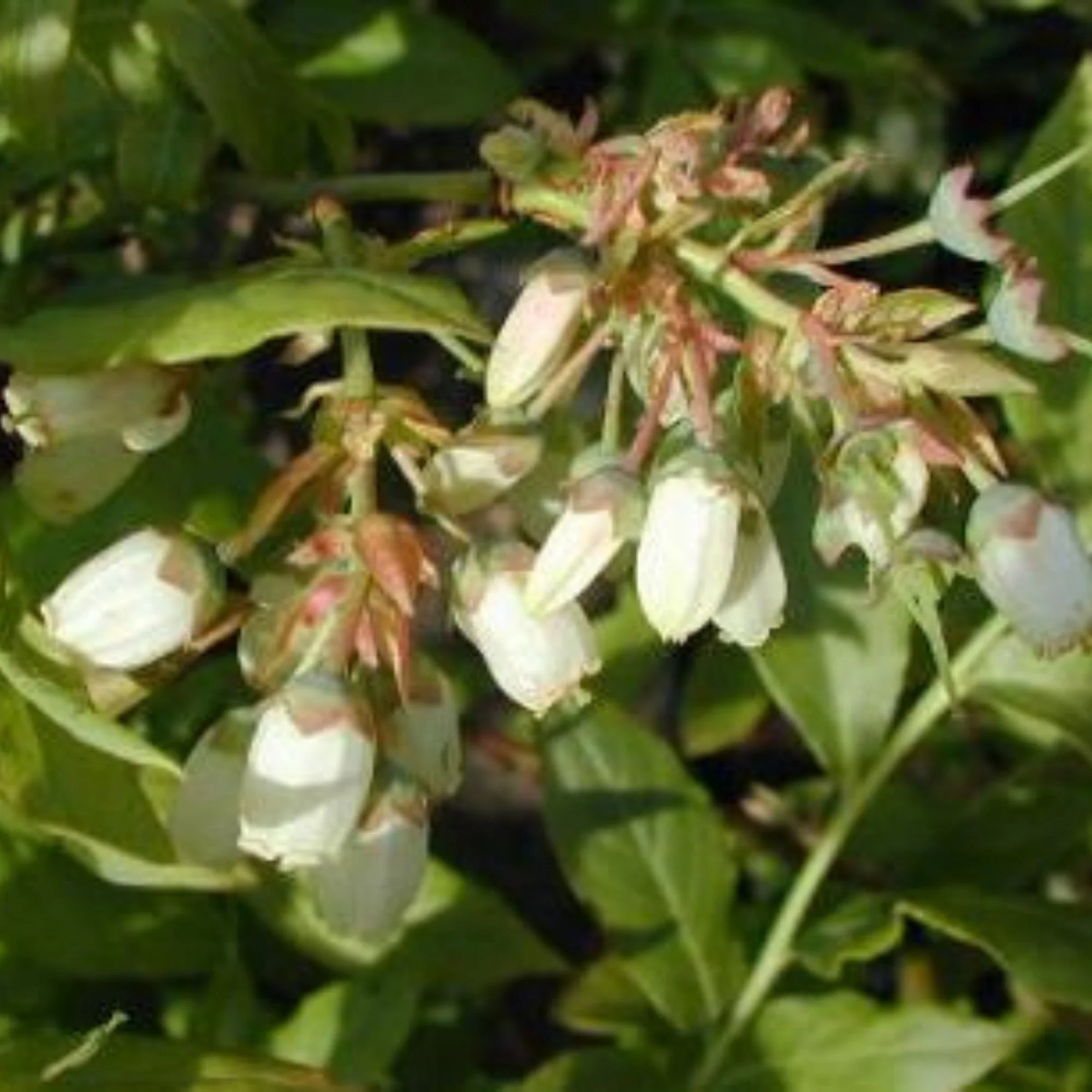 Vaccinium corymbosum 'Patriot' - Bleuetier 'Patriot' - Image 3