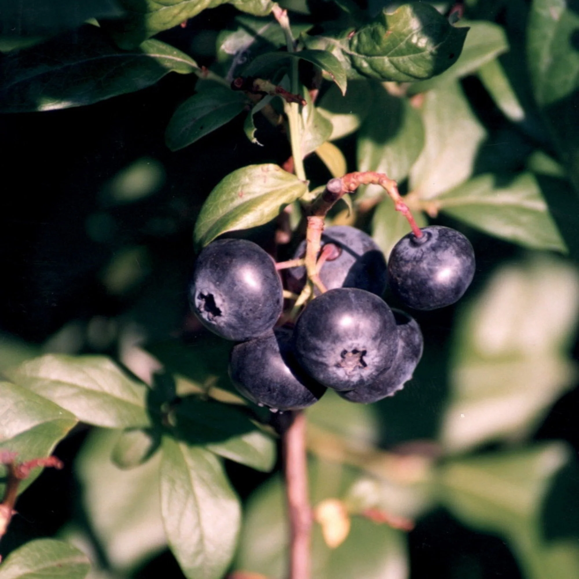 Vaccinium corymbosum 'Patriot' - Bleuetier 'Patriot' - Image 4